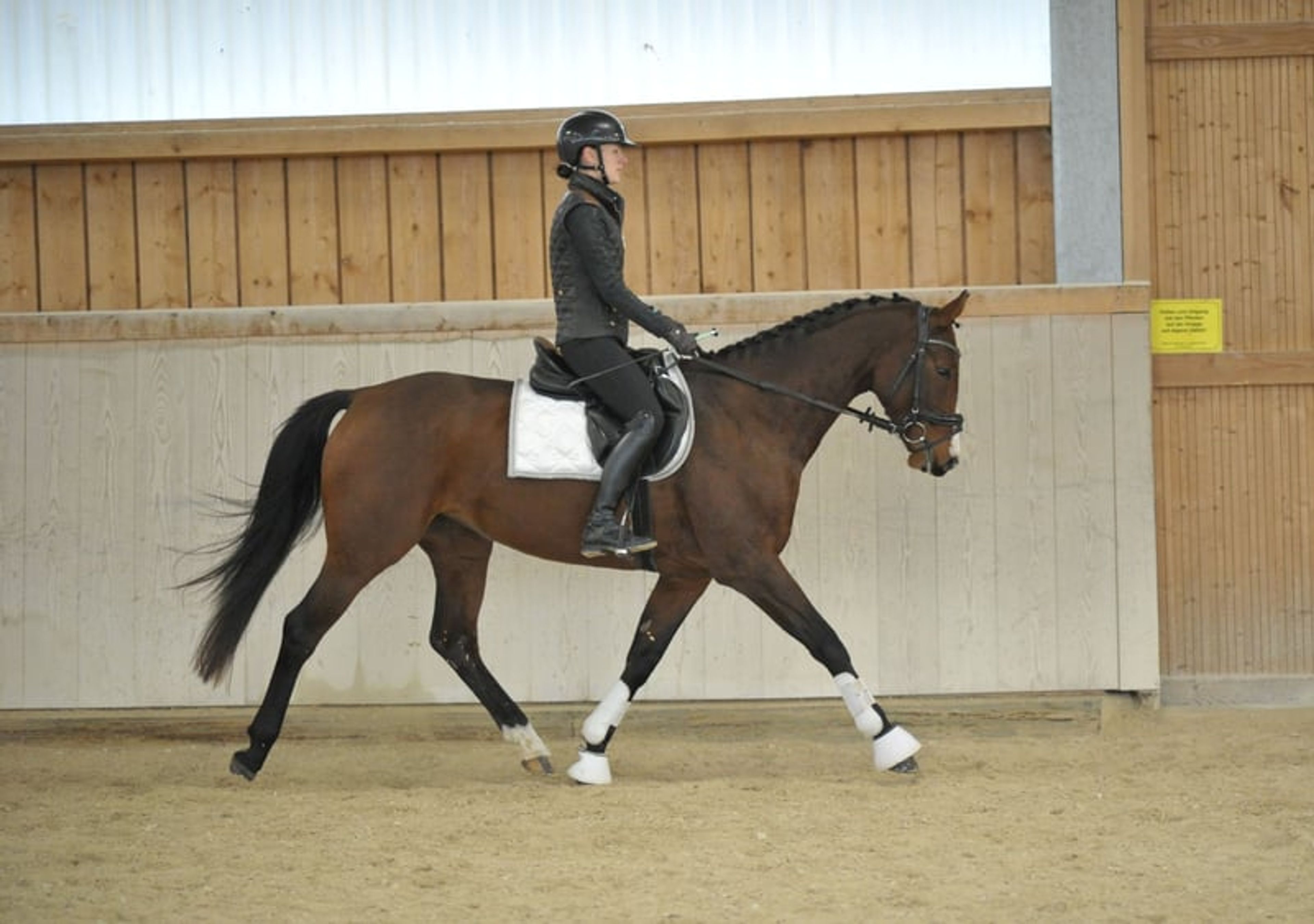 Enchanting mare with a talent for jumping - Image 4