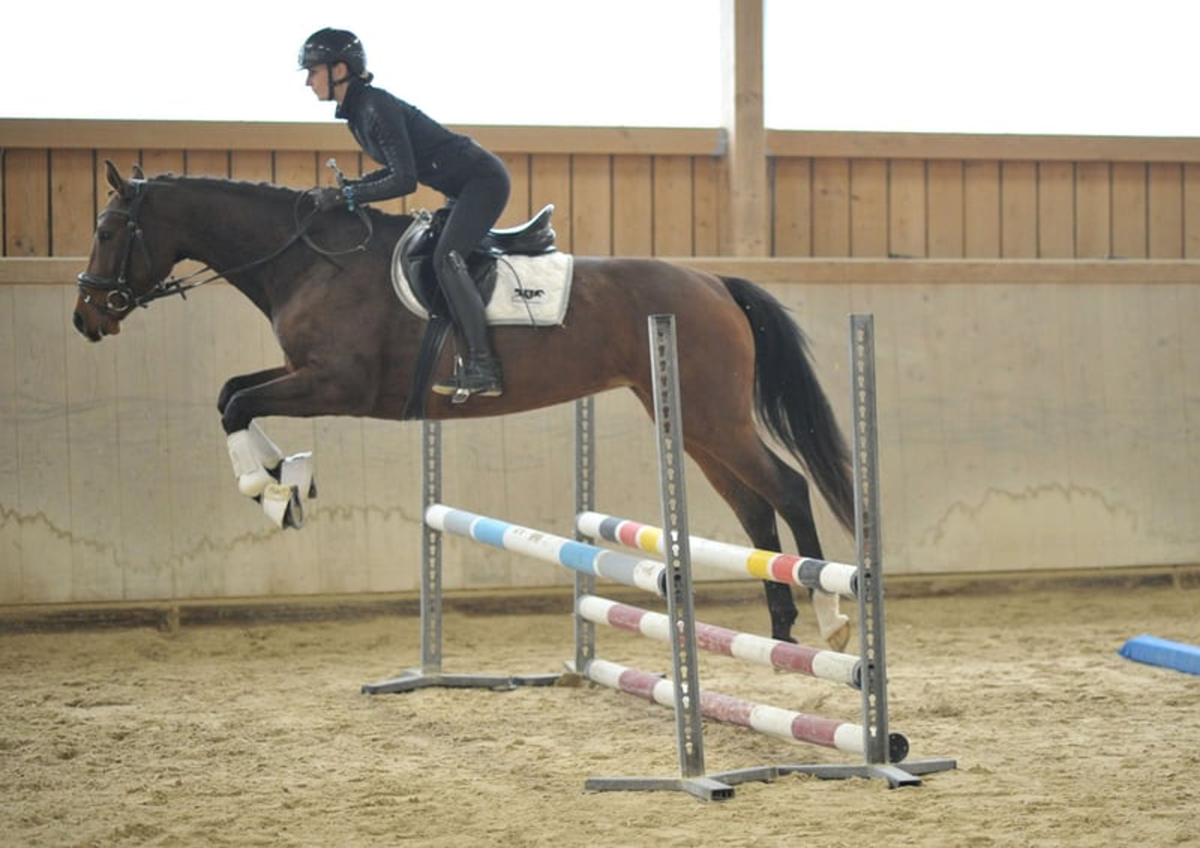 Enchanting mare with a talent for jumping - Image 5