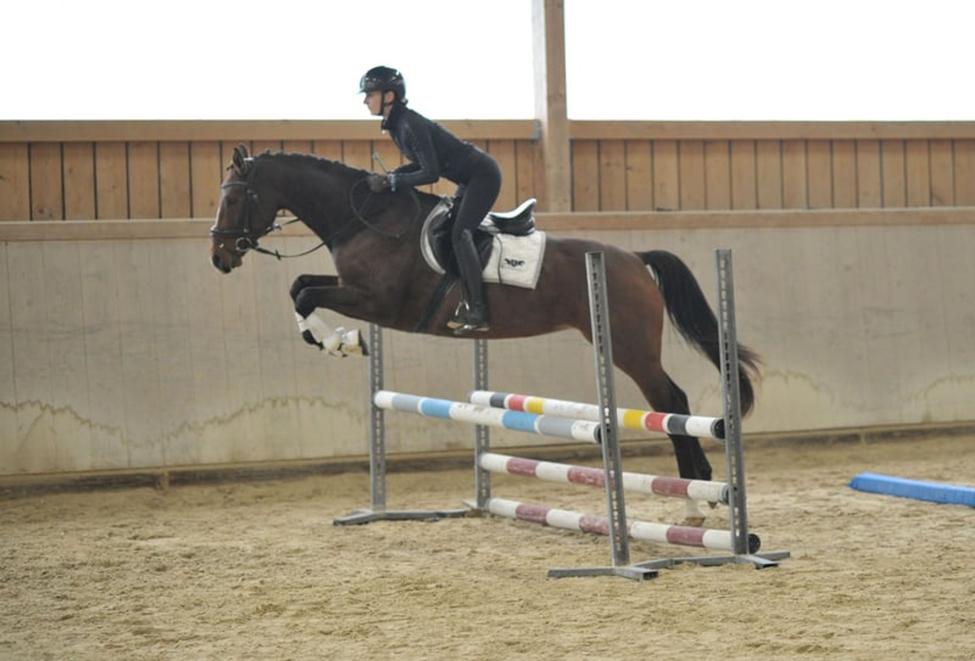Enchanting mare with a talent for jumping - Image 6