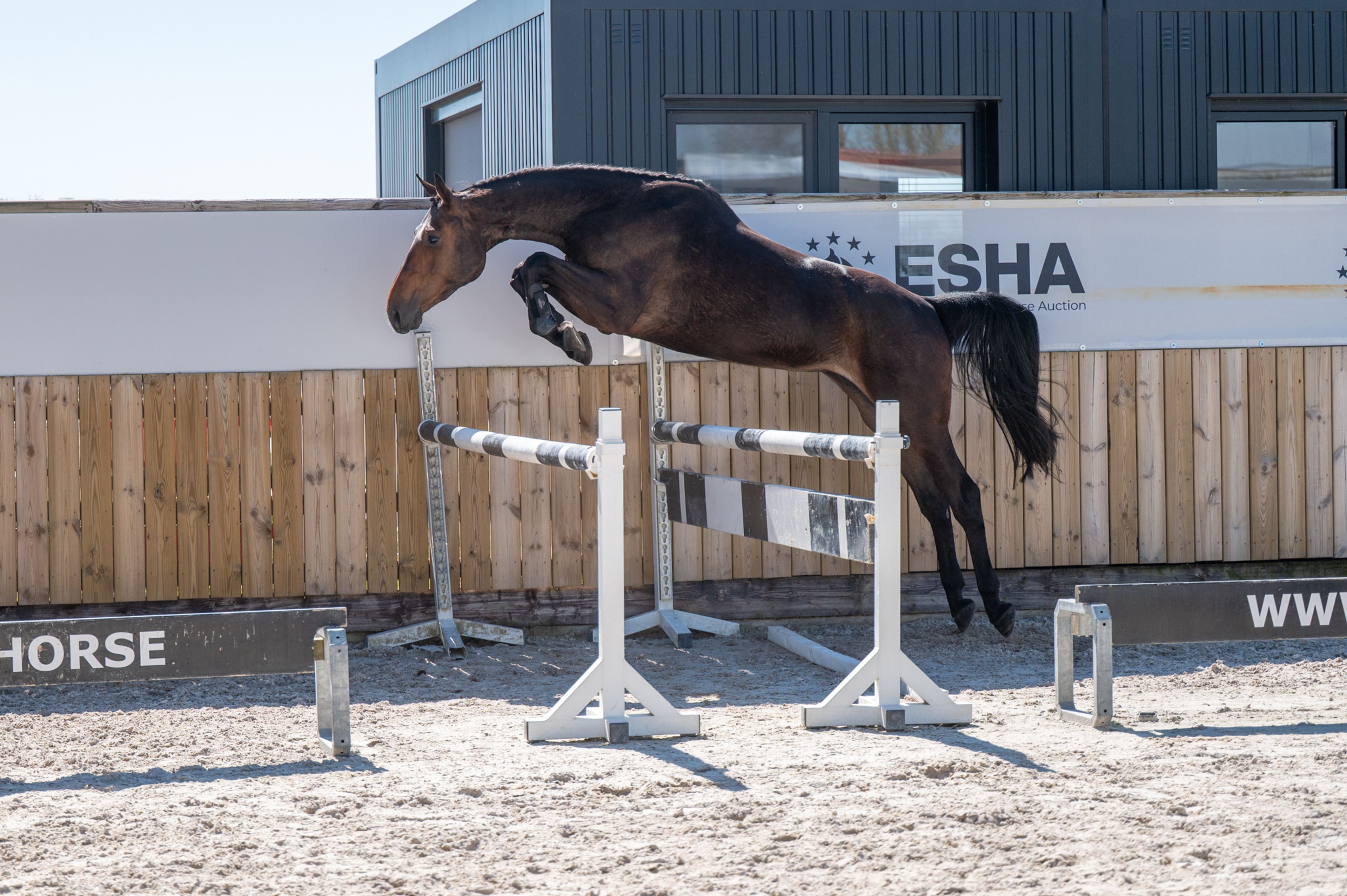 Coberlina Tivoli Z (CHAUDFONTAINE JL Z x TWISTER DE LA POMME) - Image 1