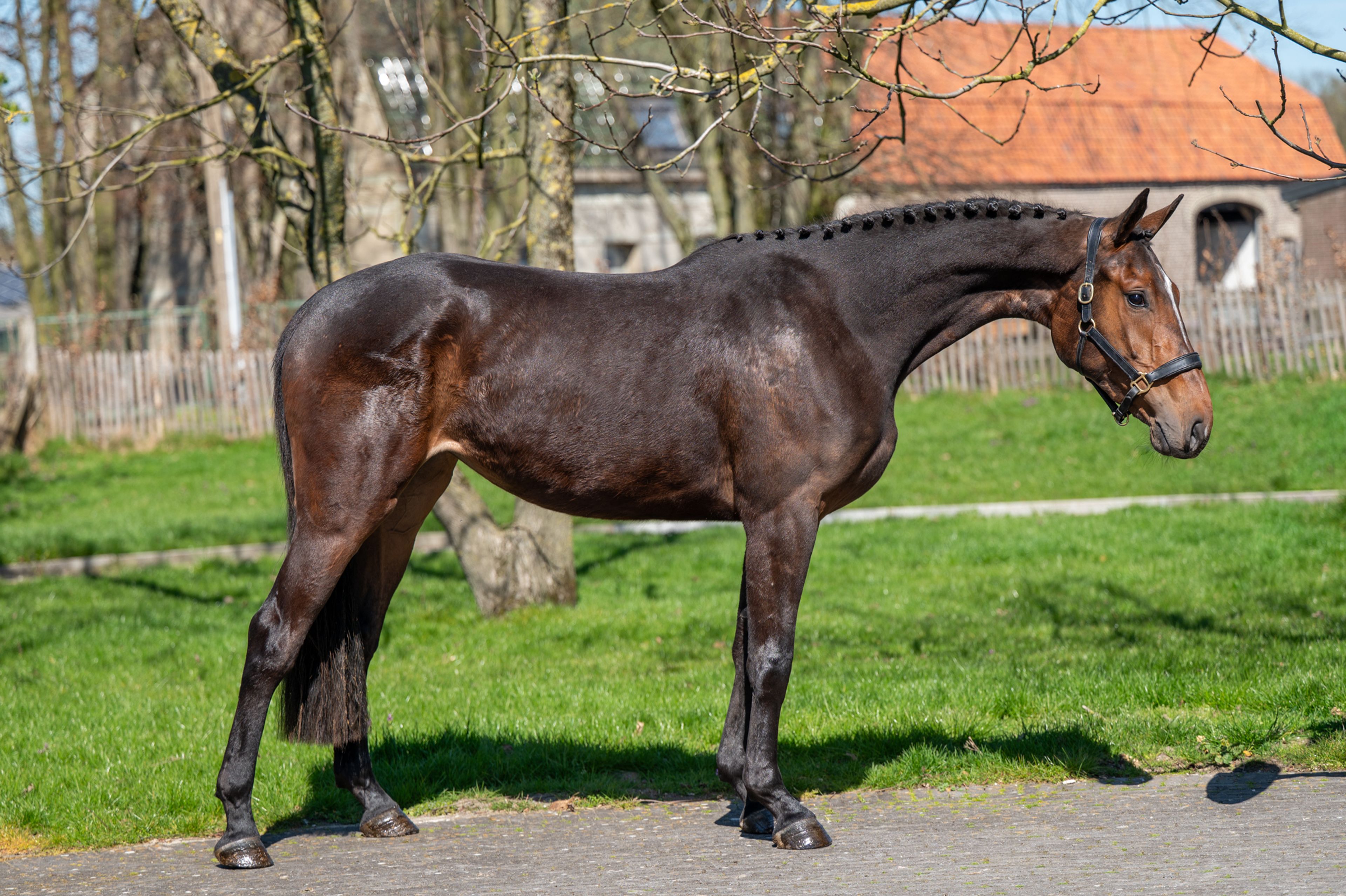 Coberlina Tivoli Z (CHAUDFONTAINE JL Z x TWISTER DE LA POMME) - Image 2