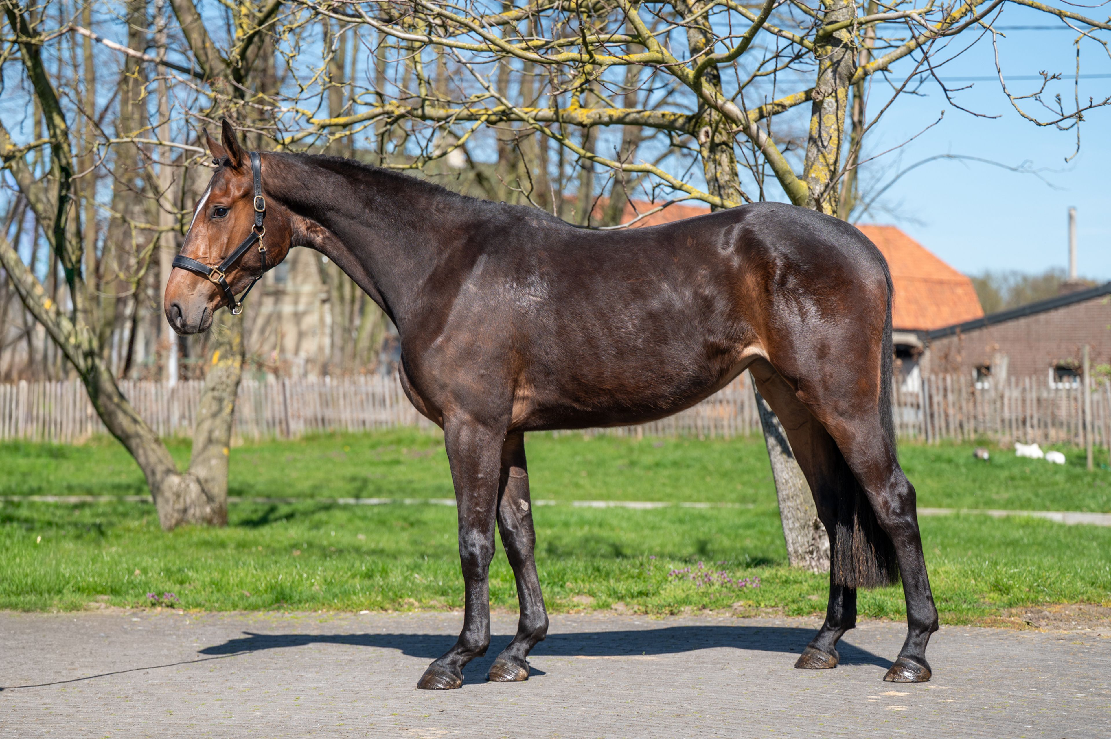 Coberlina Tivoli Z (CHAUDFONTAINE JL Z x TWISTER DE LA POMME) - Image 4