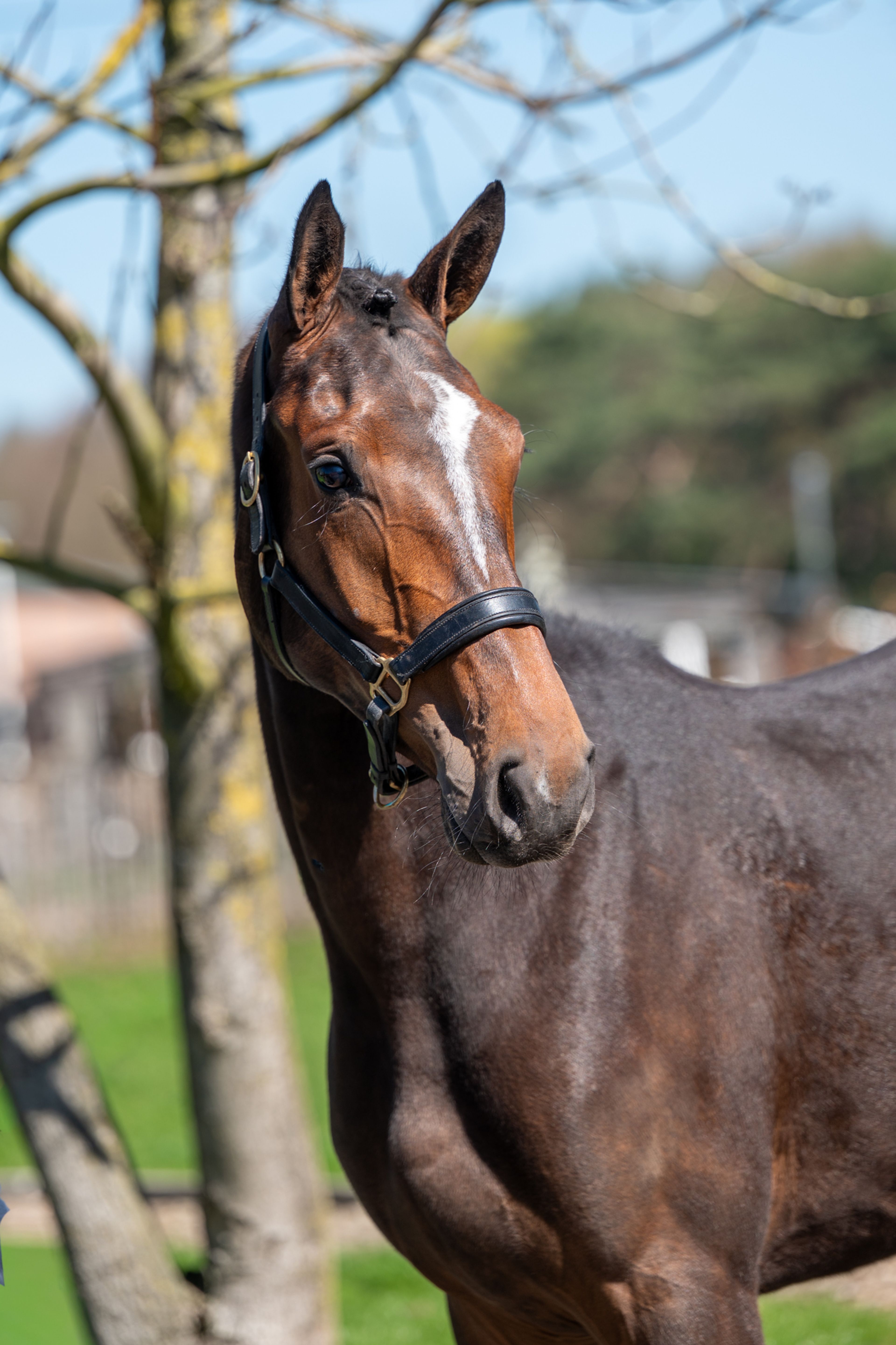 Coberlina Tivoli Z (CHAUDFONTAINE JL Z x TWISTER DE LA POMME) - Image 5