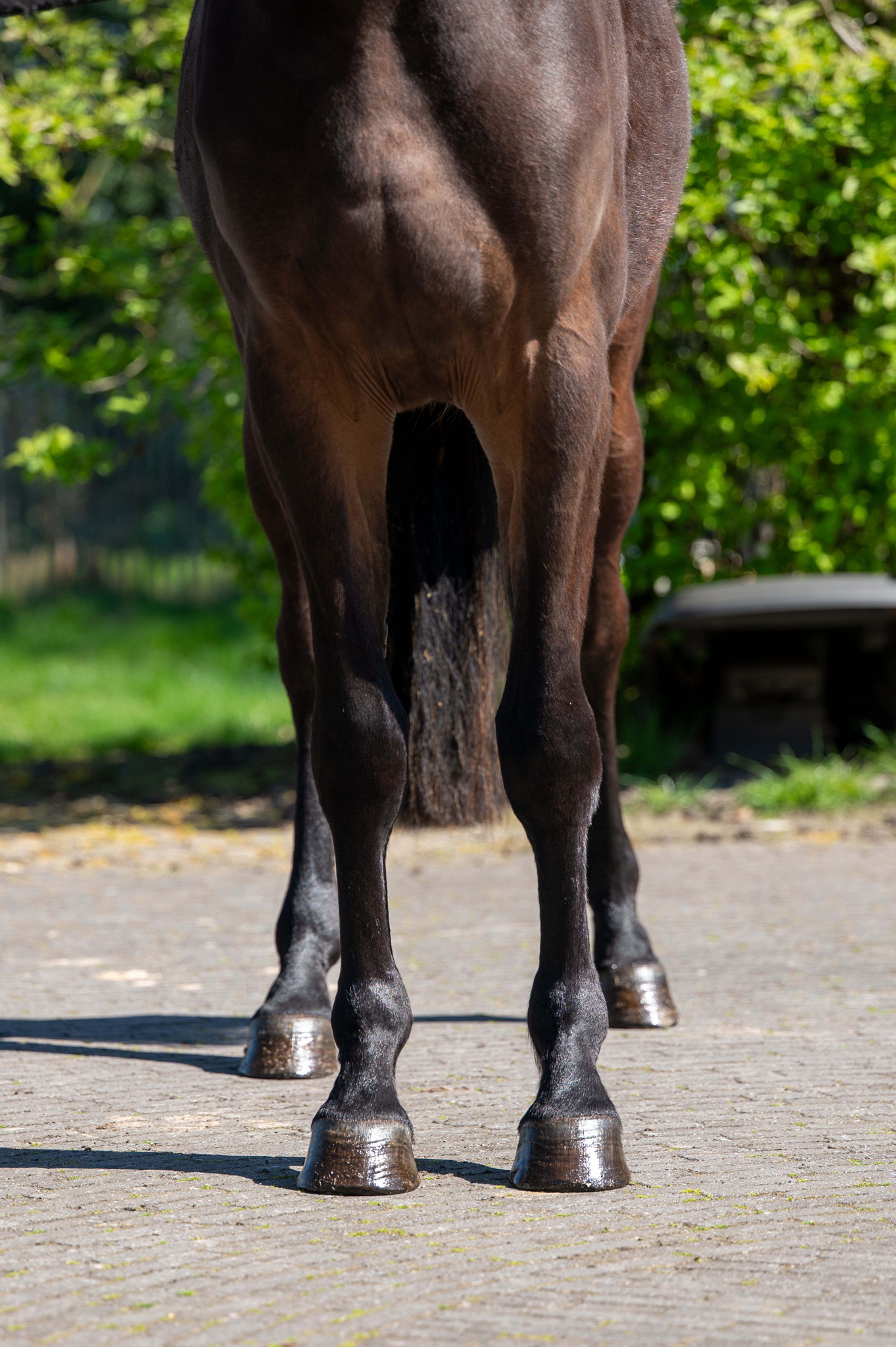 Coberlina Tivoli Z (CHAUDFONTAINE JL Z x TWISTER DE LA POMME) - Image 6