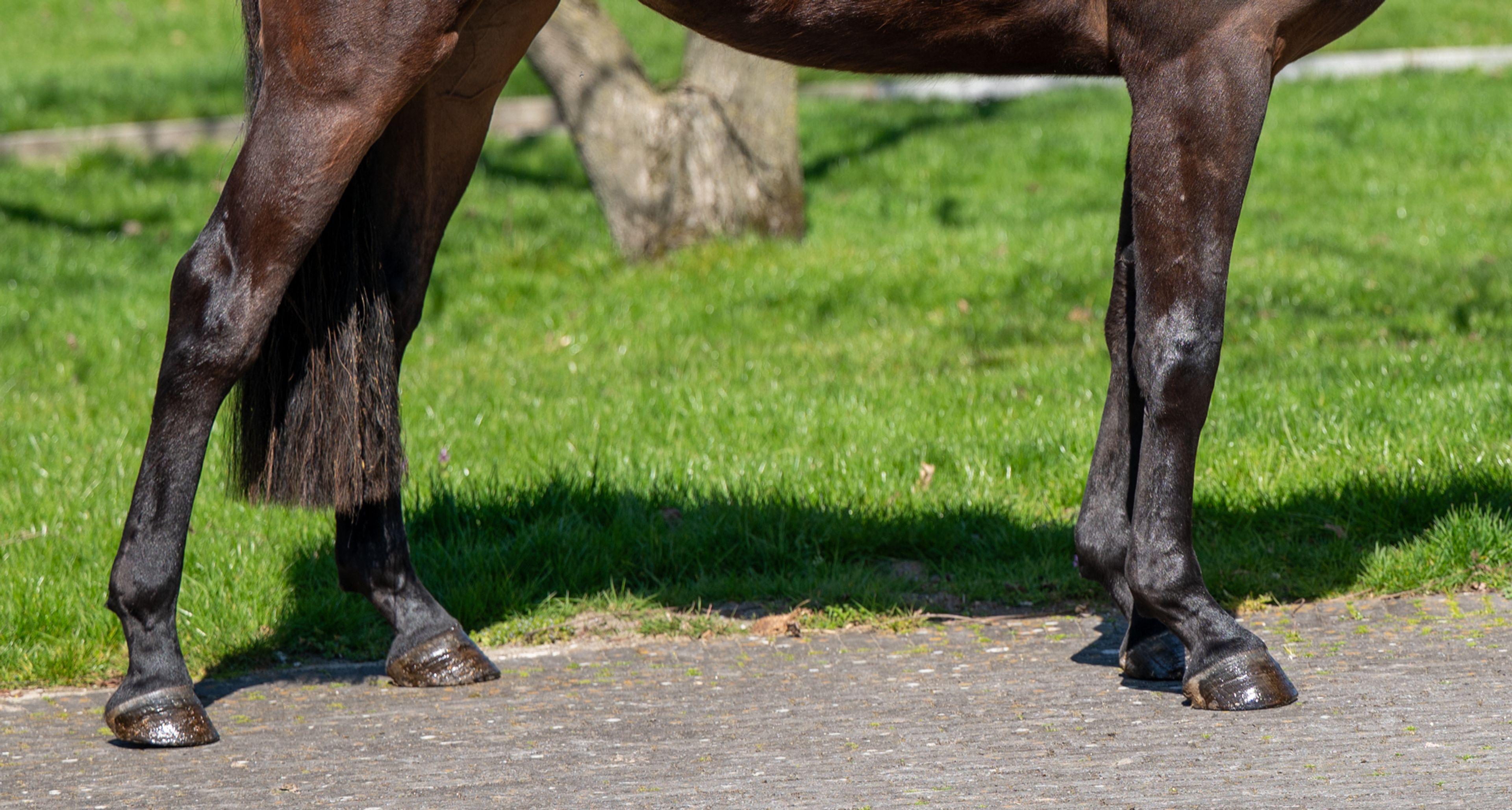 Coberlina Tivoli Z (CHAUDFONTAINE JL Z x TWISTER DE LA POMME) - Image 8