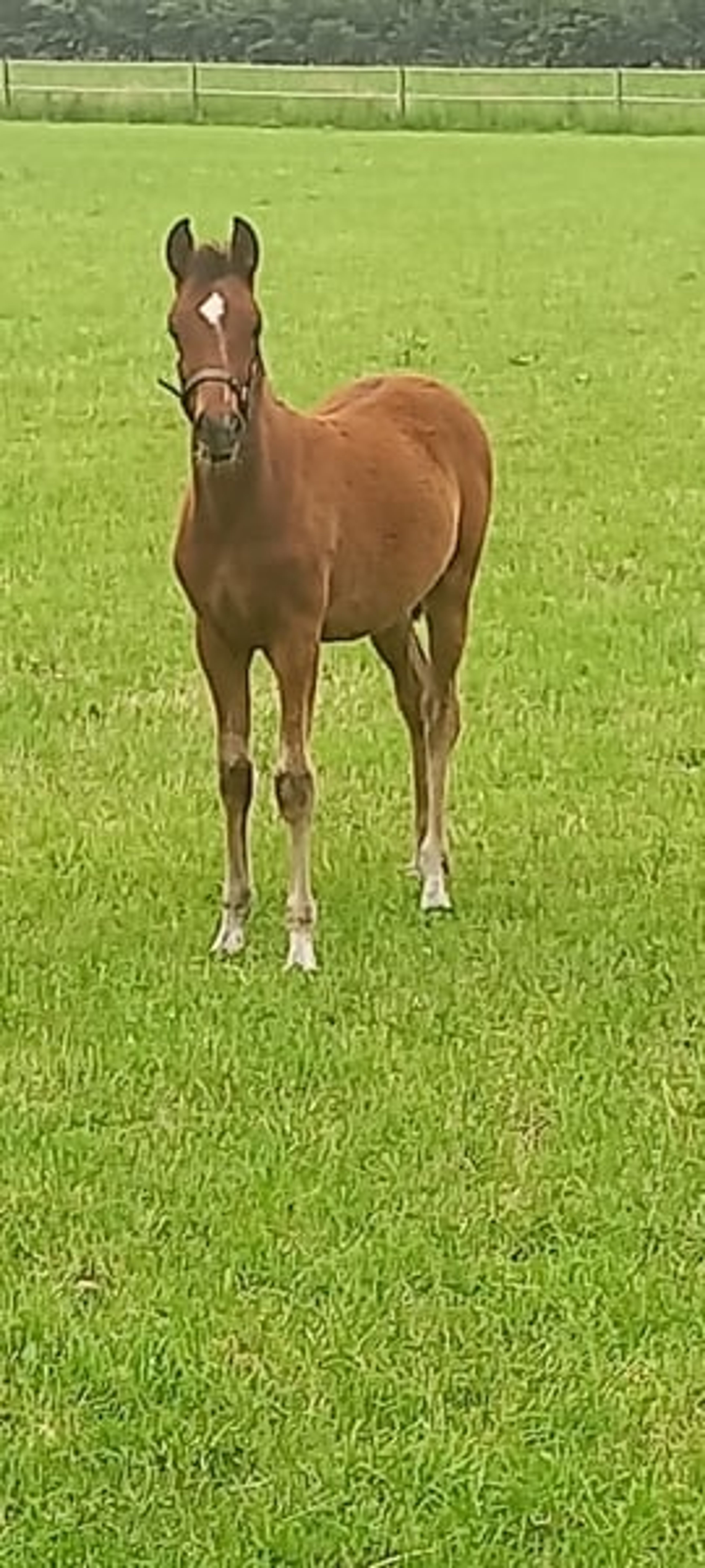 Beautiful pony filly