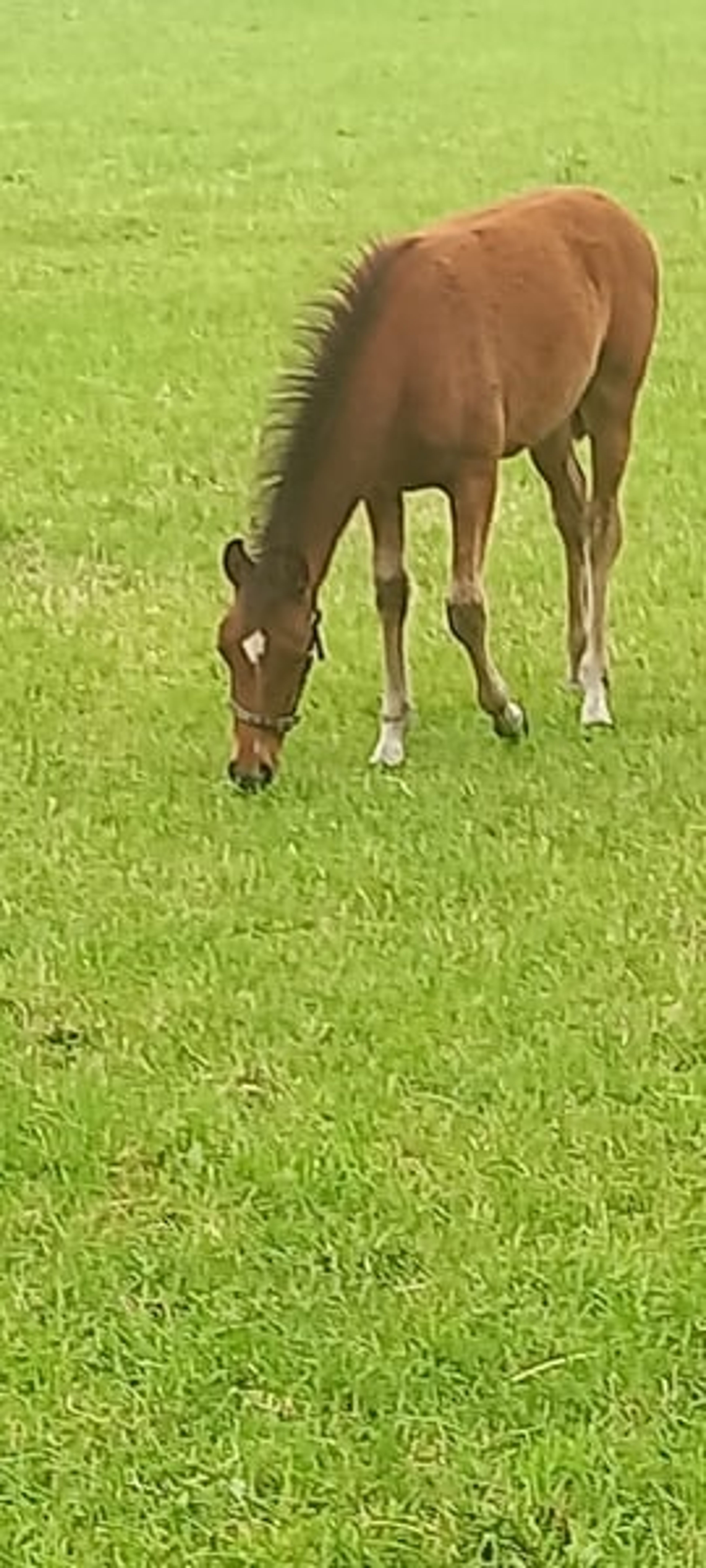 Beautiful pony filly - Image 2
