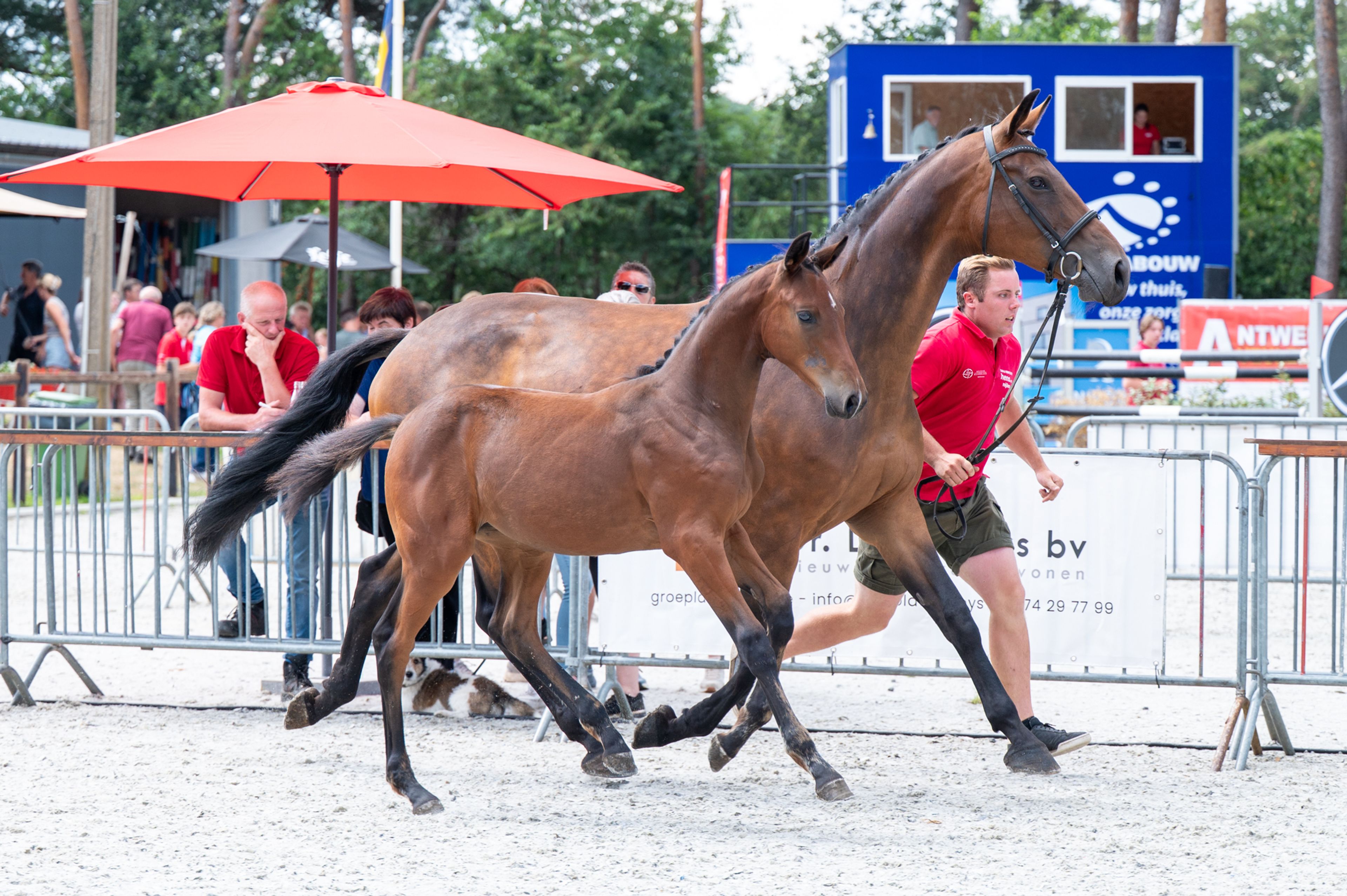 Dorute Dolce Vite (BLOOMBERG x APACHE) - Image 1