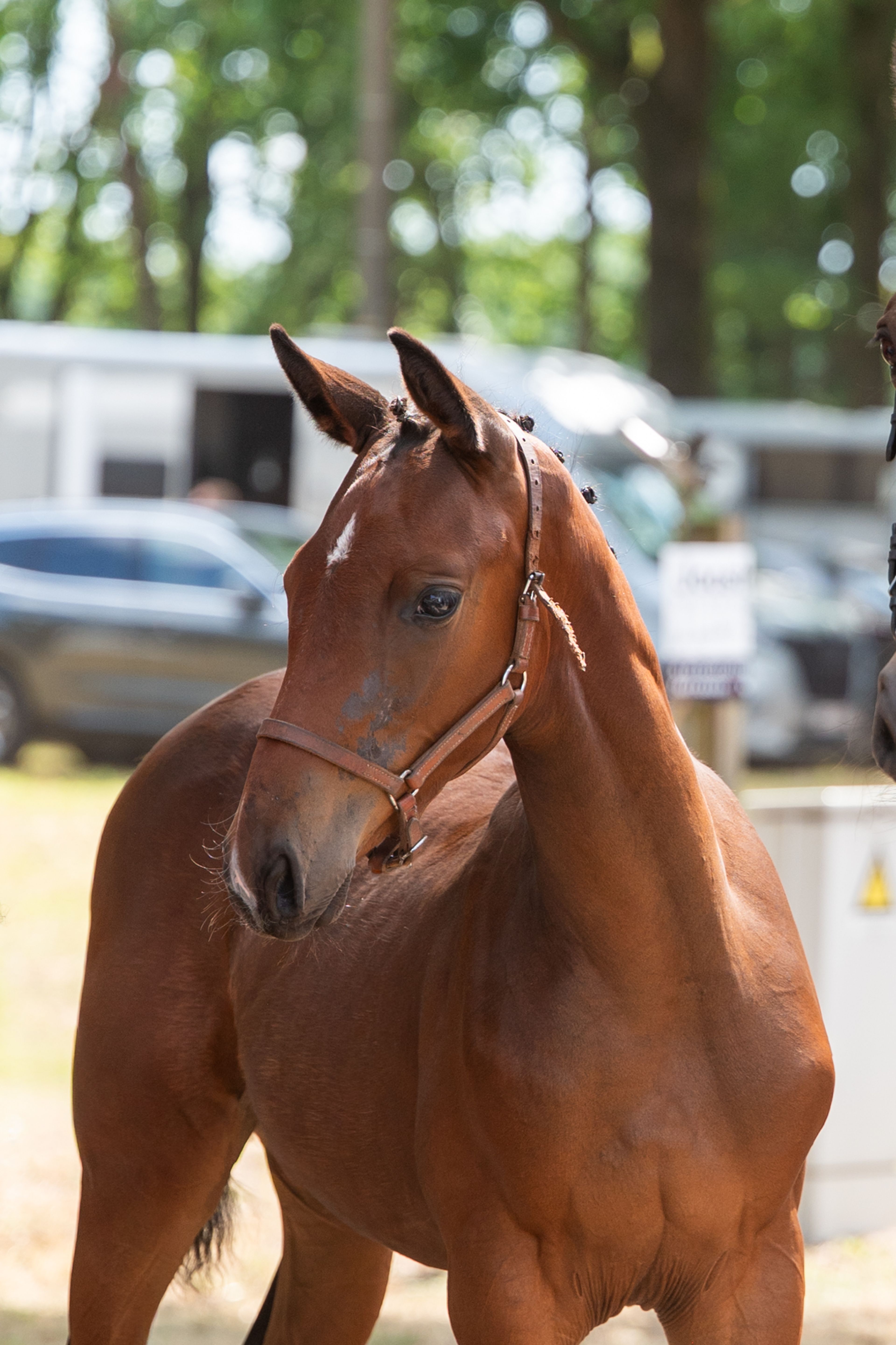 Dorute Dolce Vite (BLOOMBERG x APACHE) - Image 3