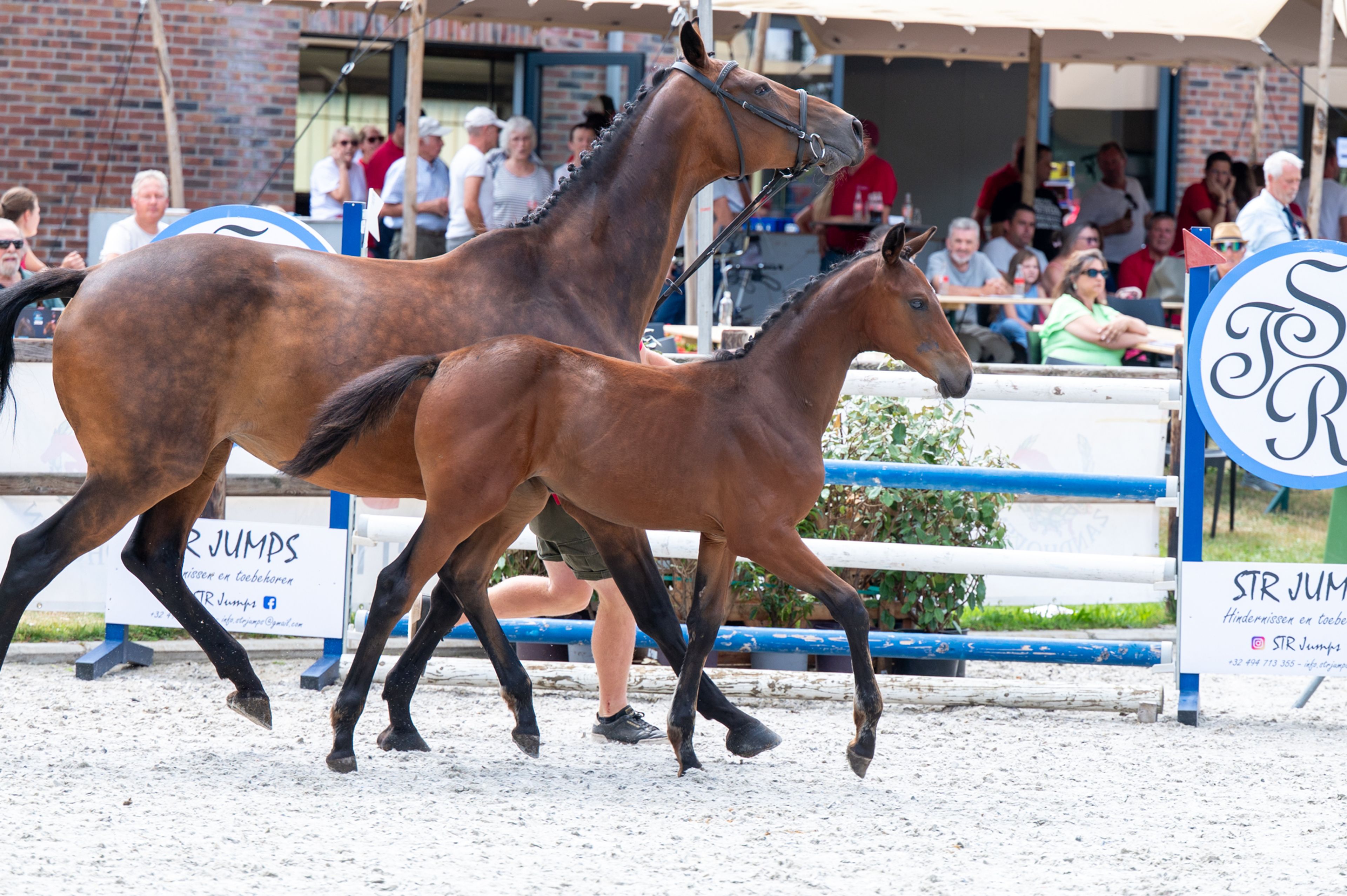 Dorute Dolce Vite (BLOOMBERG x APACHE) - Image 4