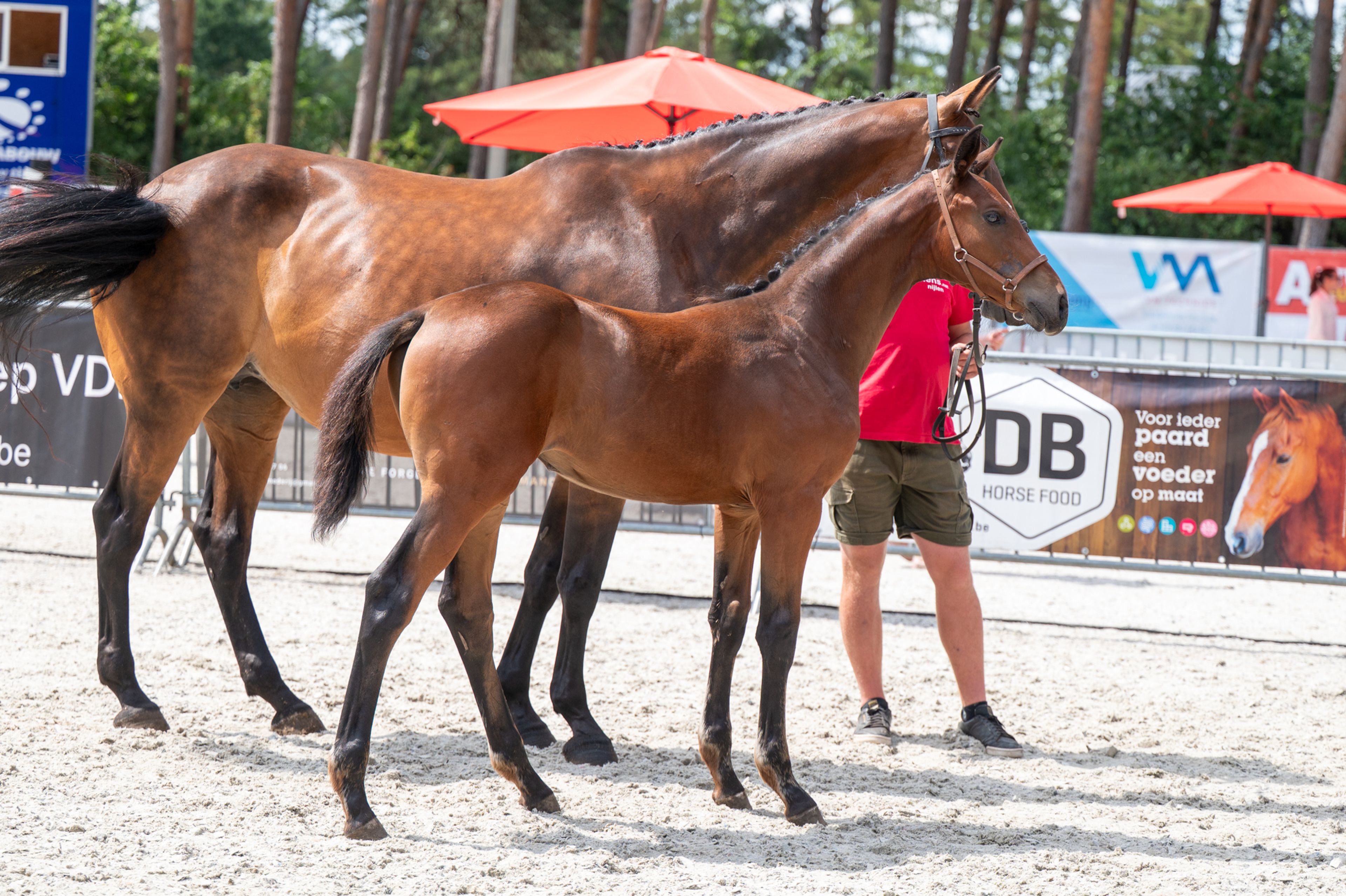 Dorute Dolce Vite (BLOOMBERG x APACHE) - Image 7