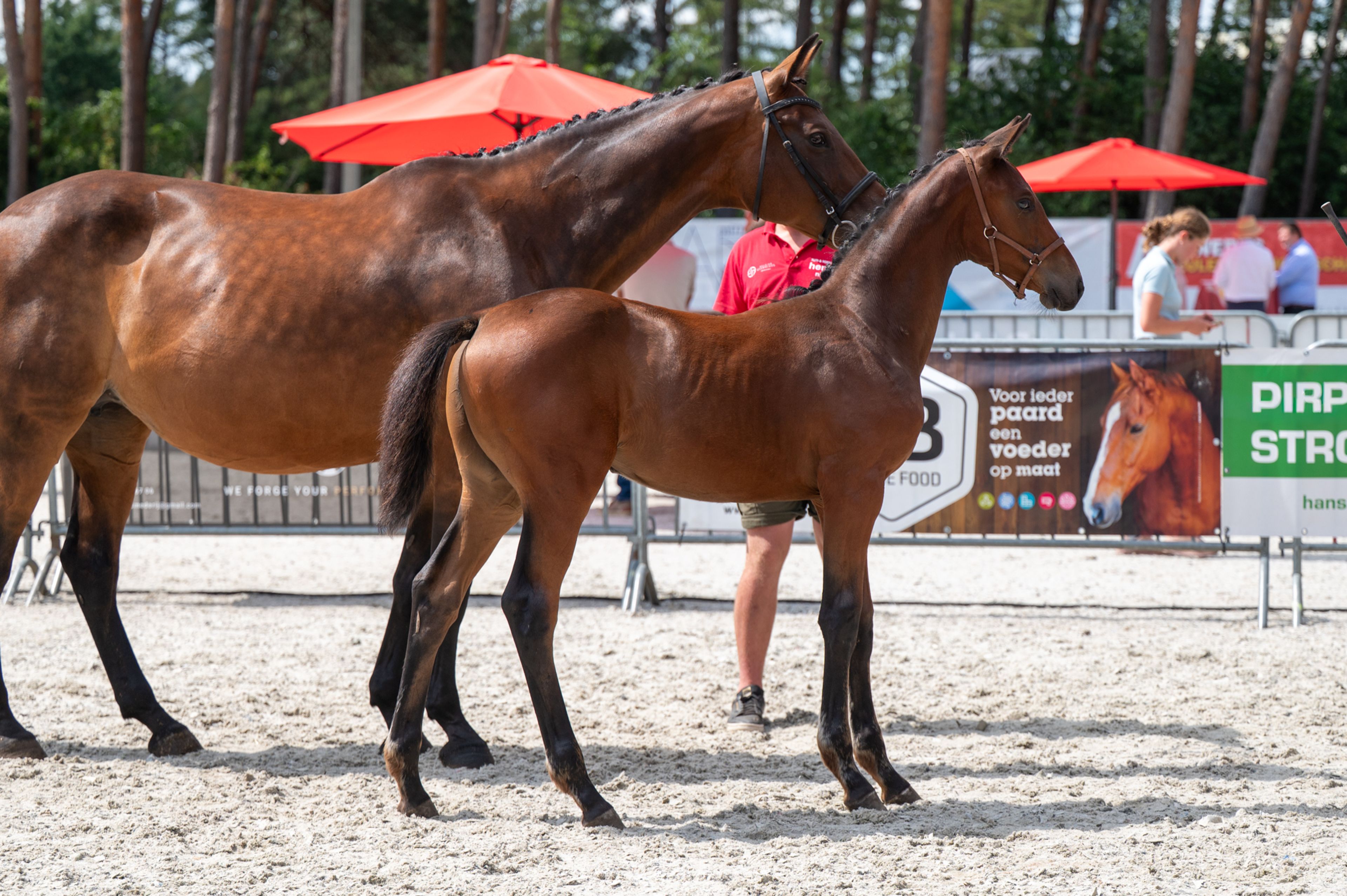 Dorute Dolce Vite (BLOOMBERG x APACHE) - Image 8