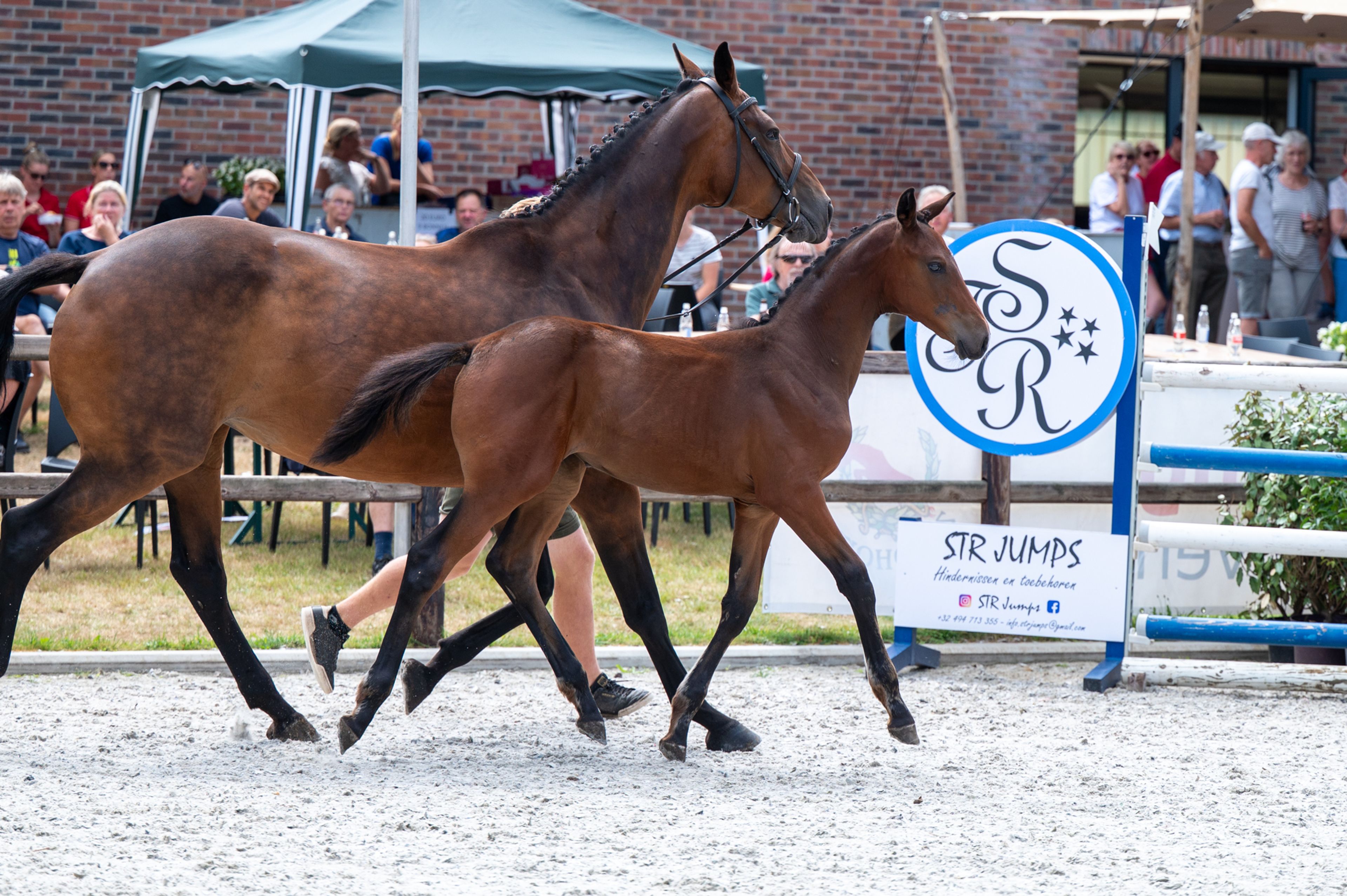 Dorute Dolce Vite (BLOOMBERG x APACHE) - Image 11