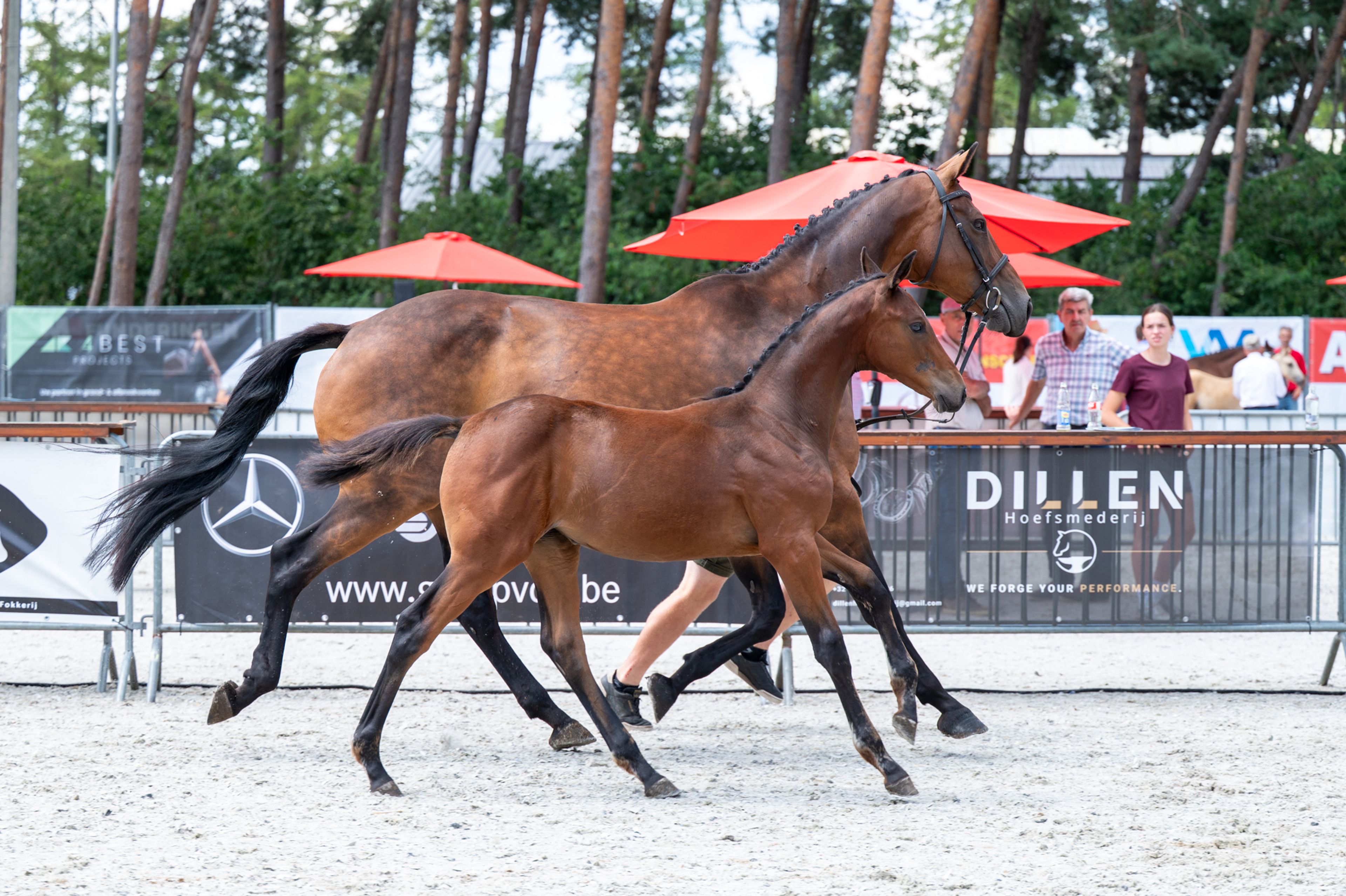 Dorute Dolce Vite (BLOOMBERG x APACHE) - Image 14