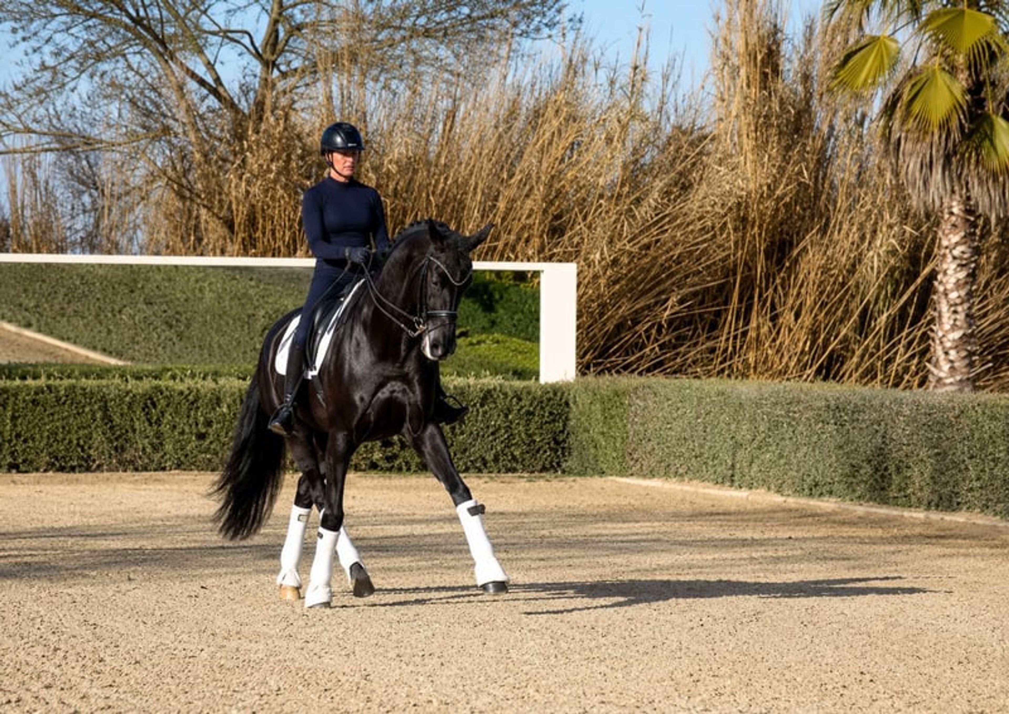 Mare – 12 years old – Dressage schoolmaster / Prix St Georges – France
