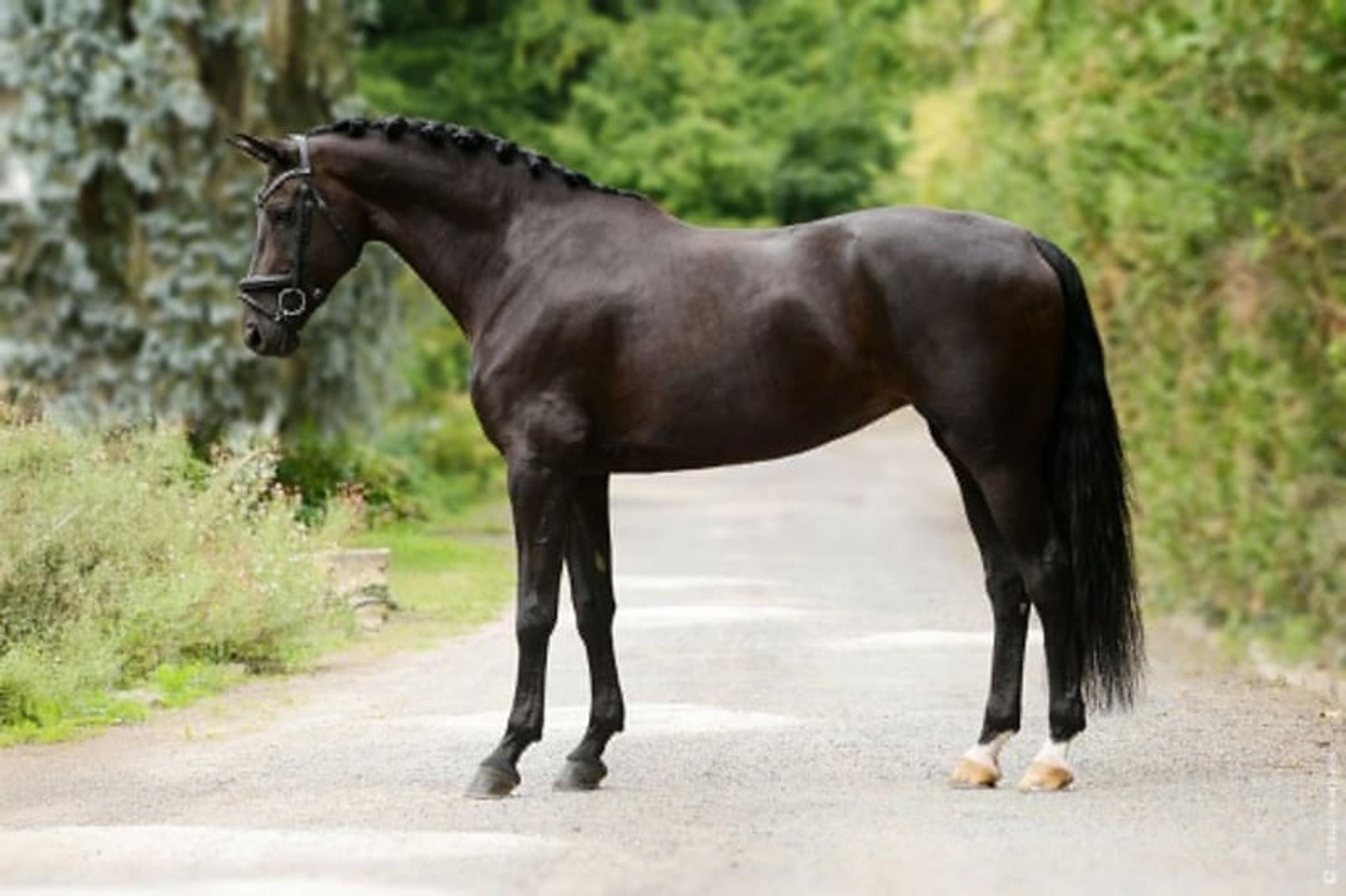 Mare – 12 years old – Dressage schoolmaster / Prix St Georges – France - Image 2