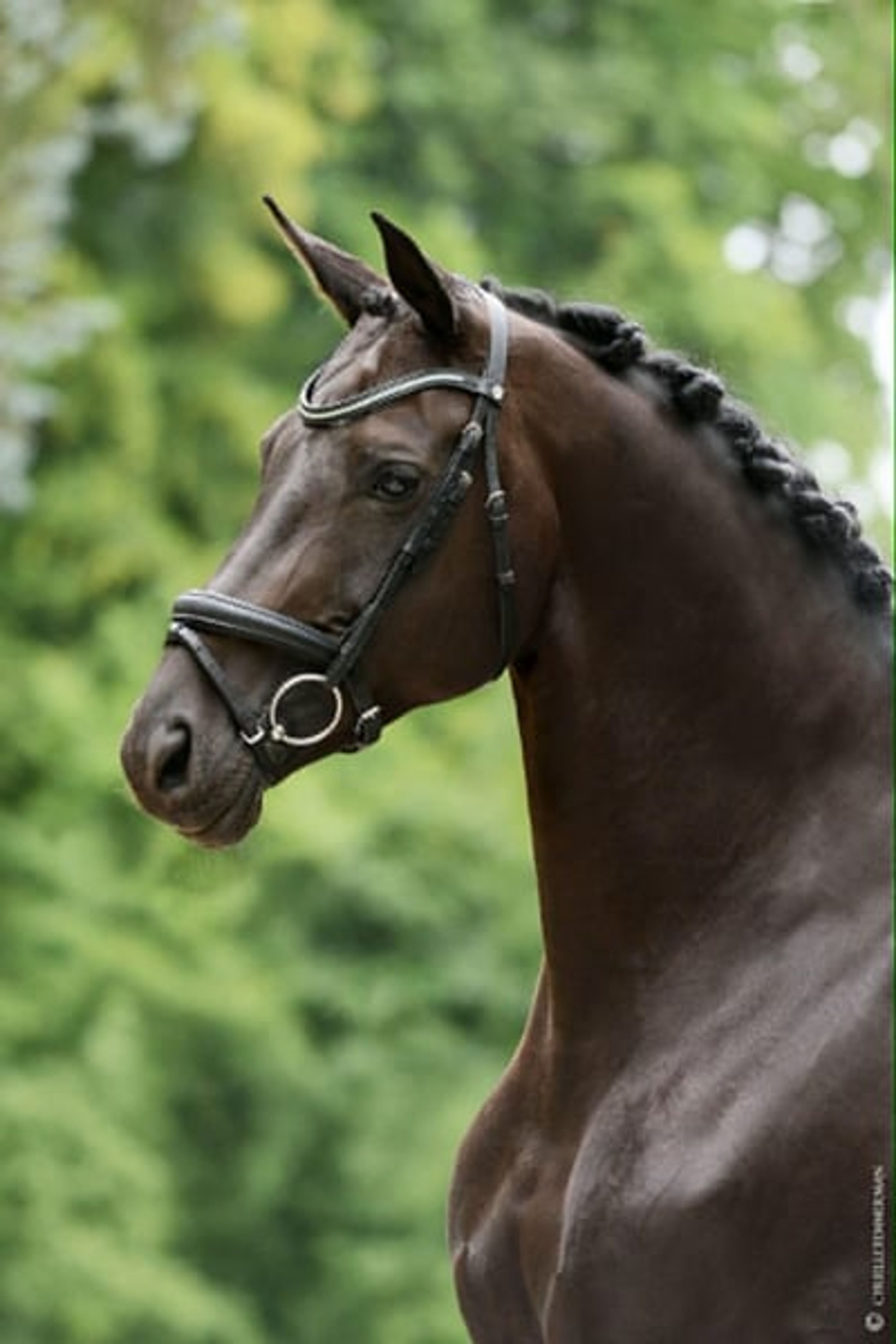 Mare – 12 years old – Dressage schoolmaster / Prix St Georges – France - Image 3