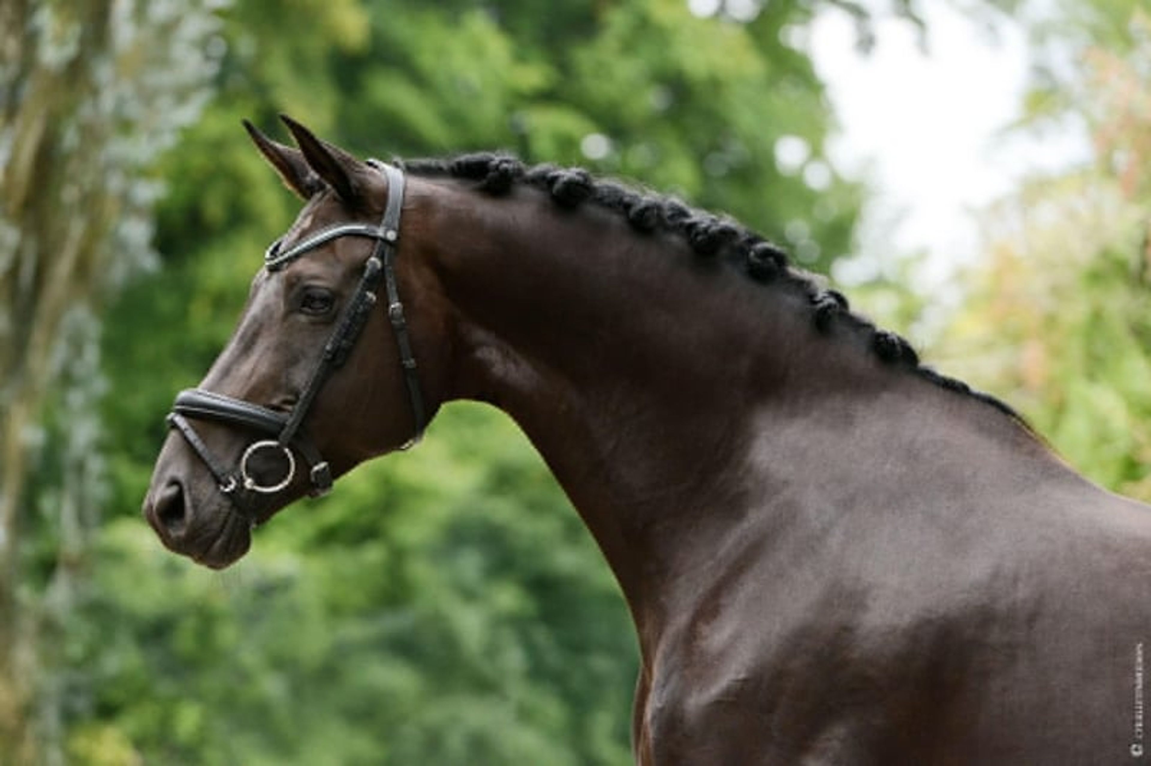 Mare – 12 years old – Dressage schoolmaster / Prix St Georges – France - Image 4