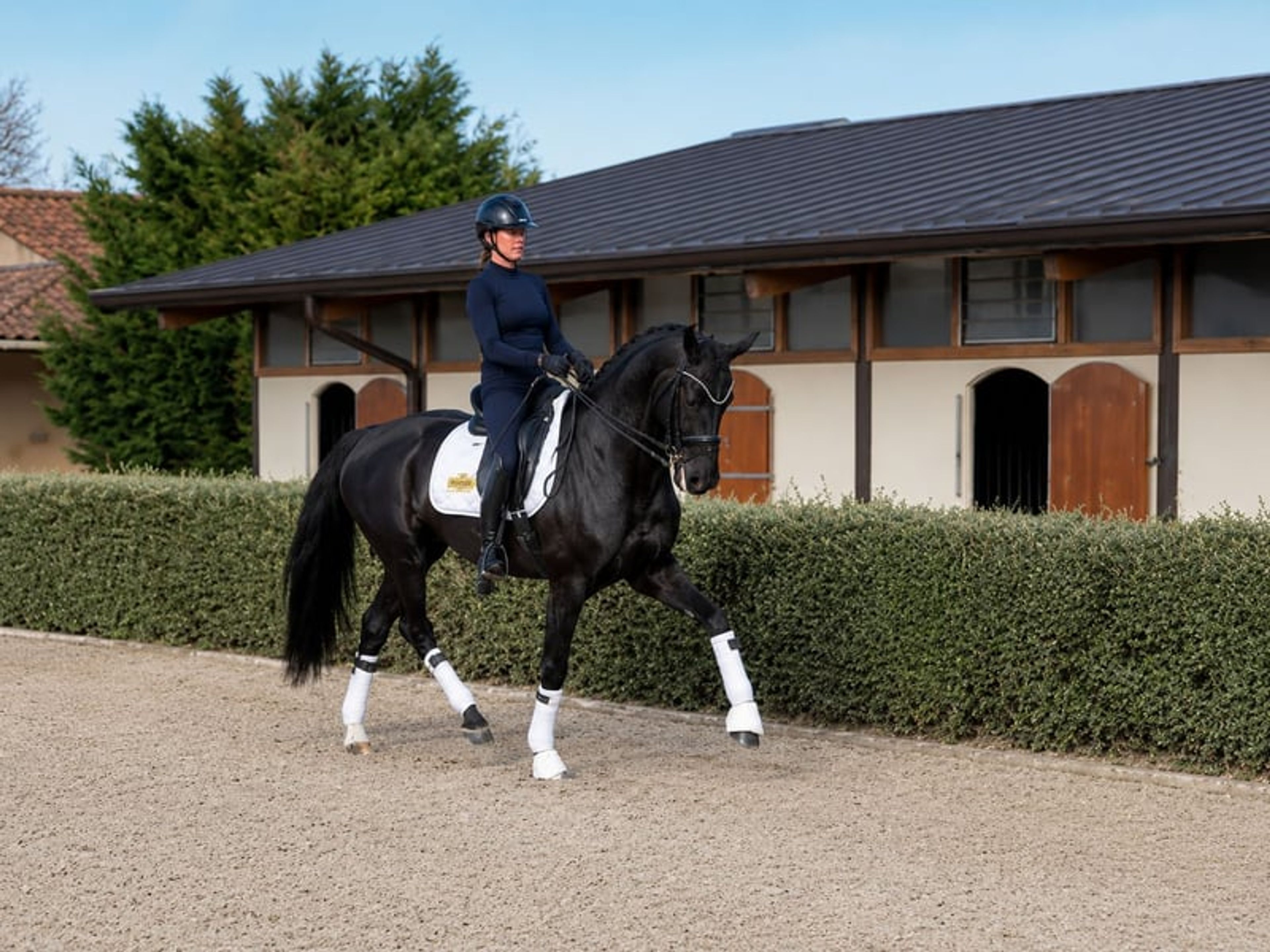 Mare – 12 years old – Dressage schoolmaster / Prix St Georges – France - Image 5