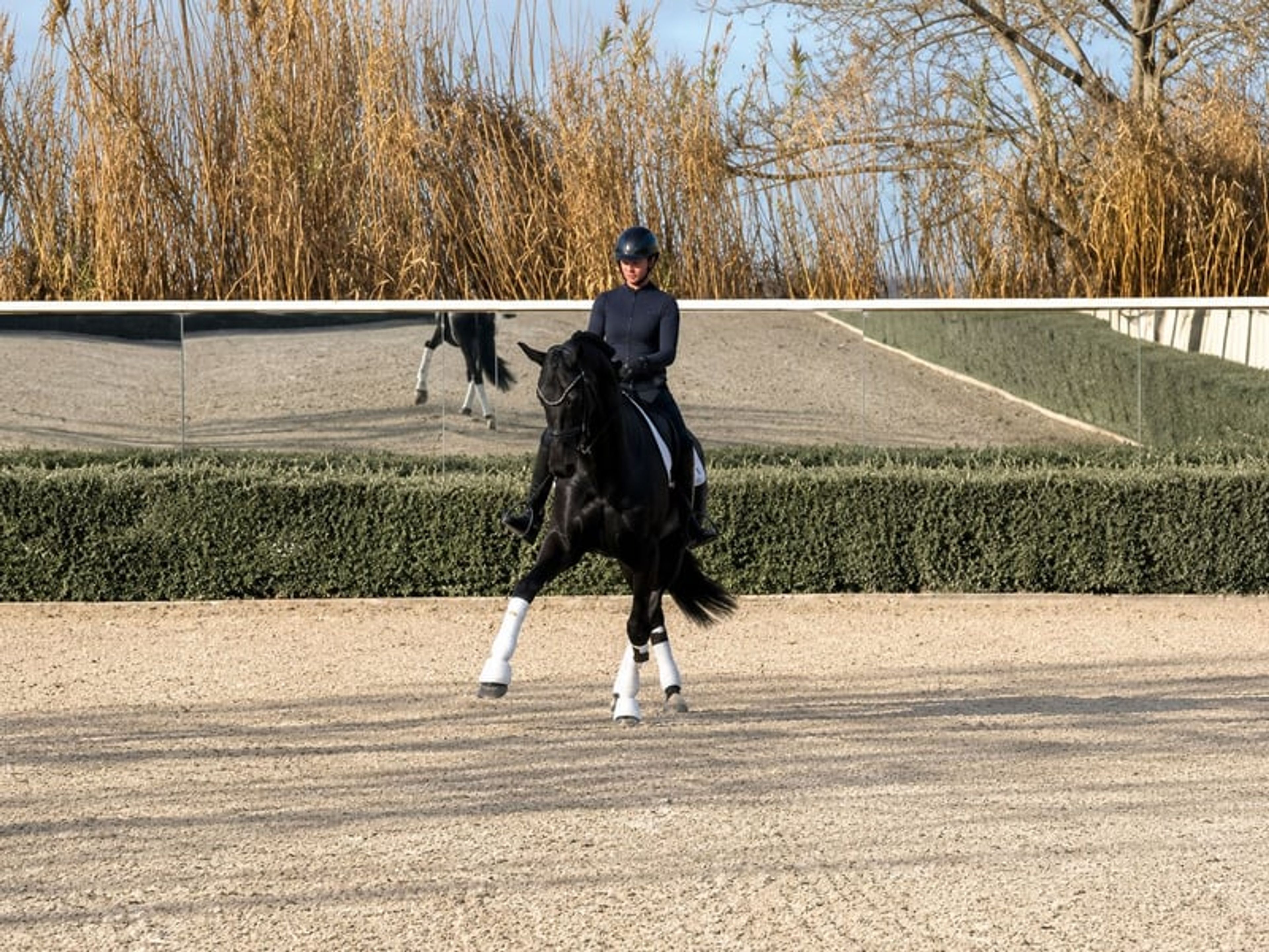 Mare – 12 years old – Dressage schoolmaster / Prix St Georges – France - Image 6