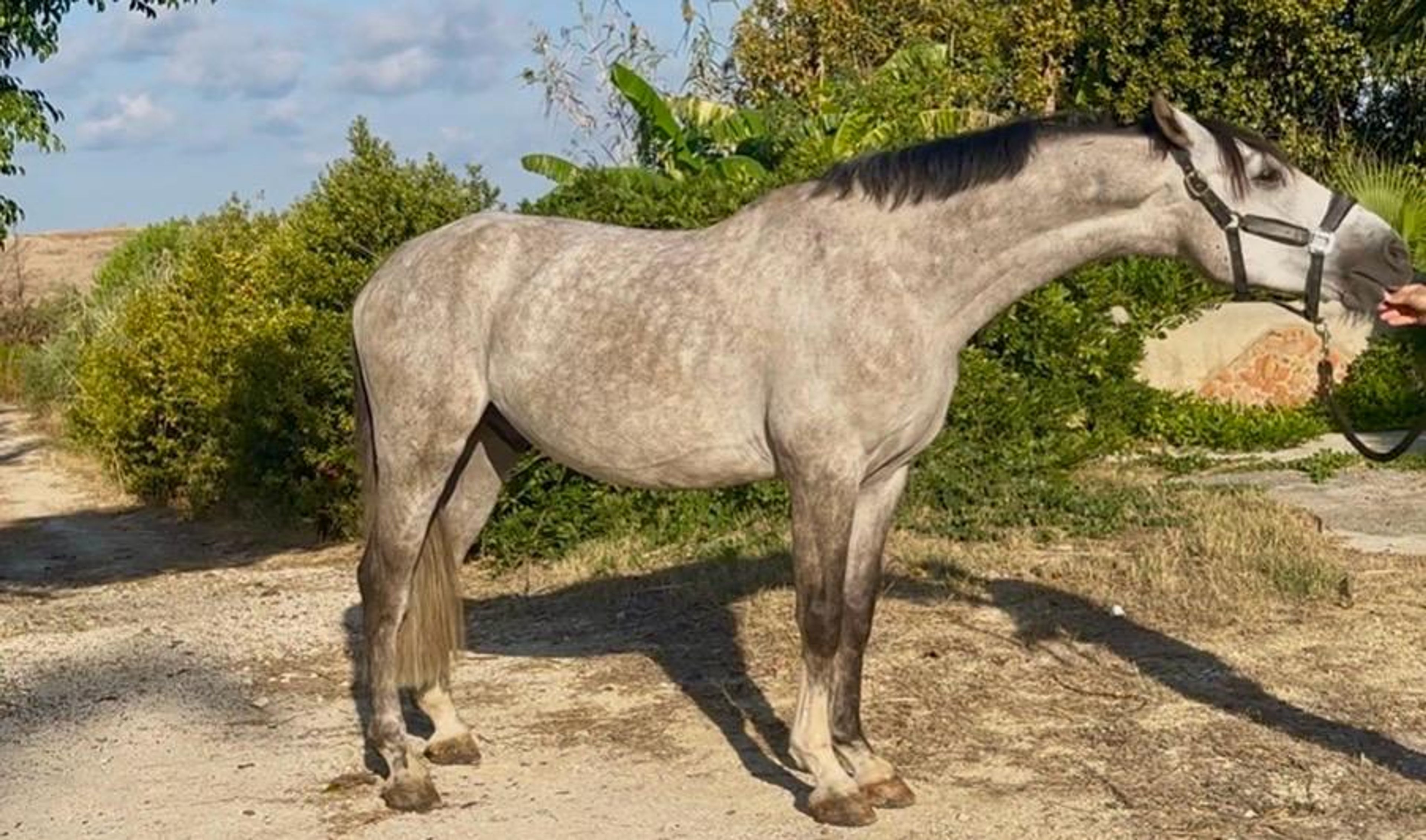 Radetsky H2F (HARLEY VDL x DOUGLAS) - Image 3