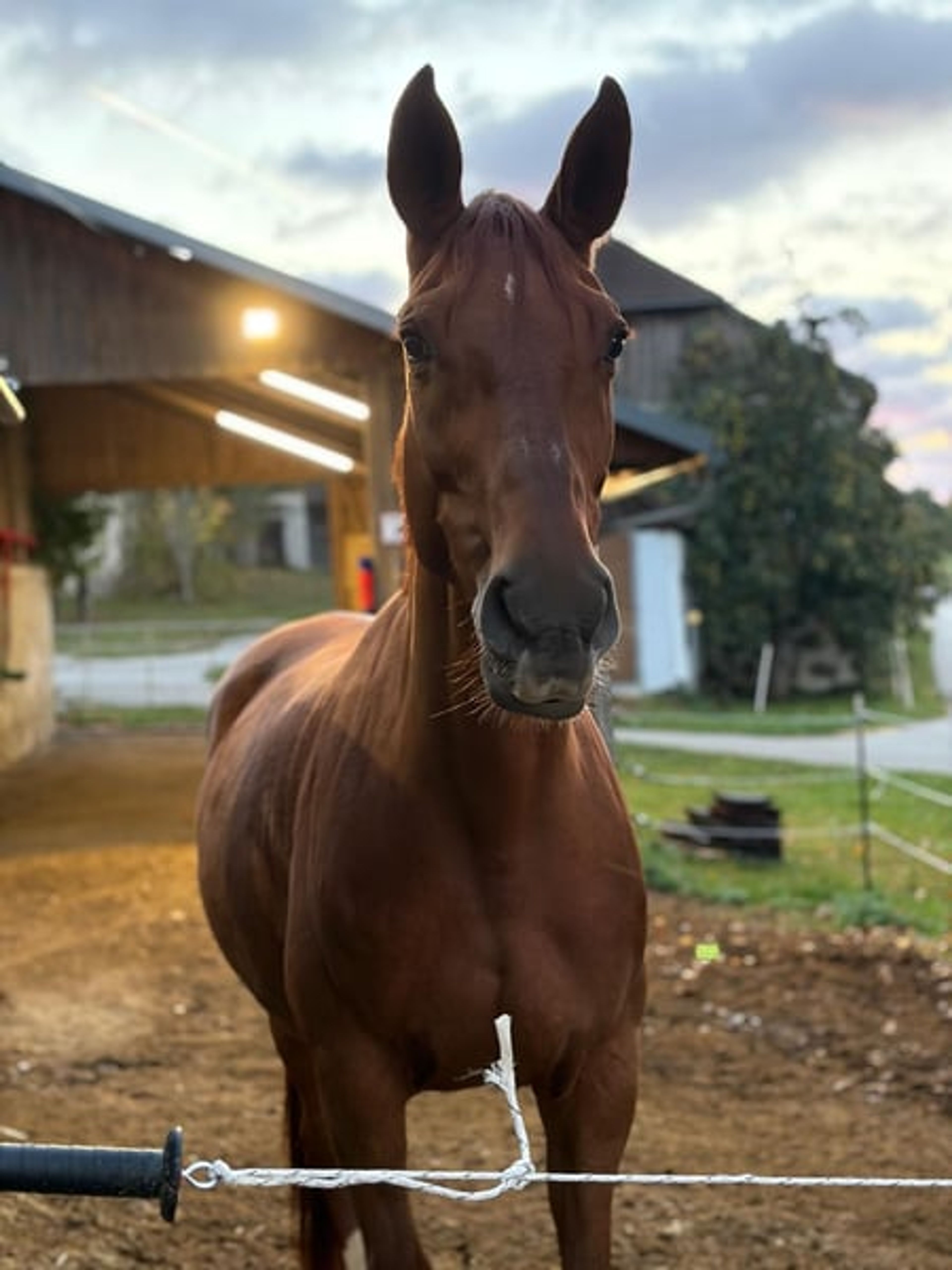 Vitalis mare seeking a top rider