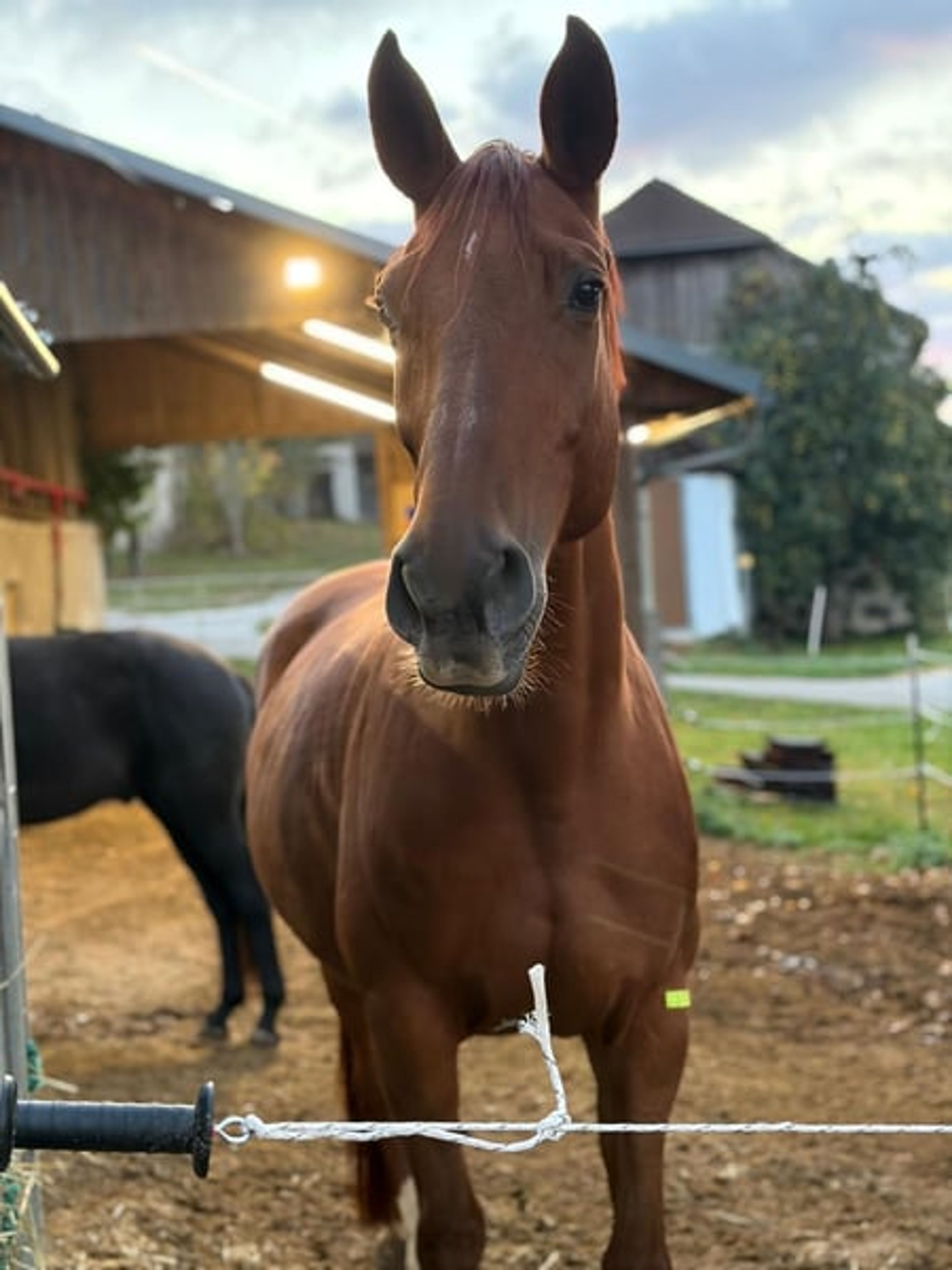 Vitalis mare seeking a top rider - Image 2