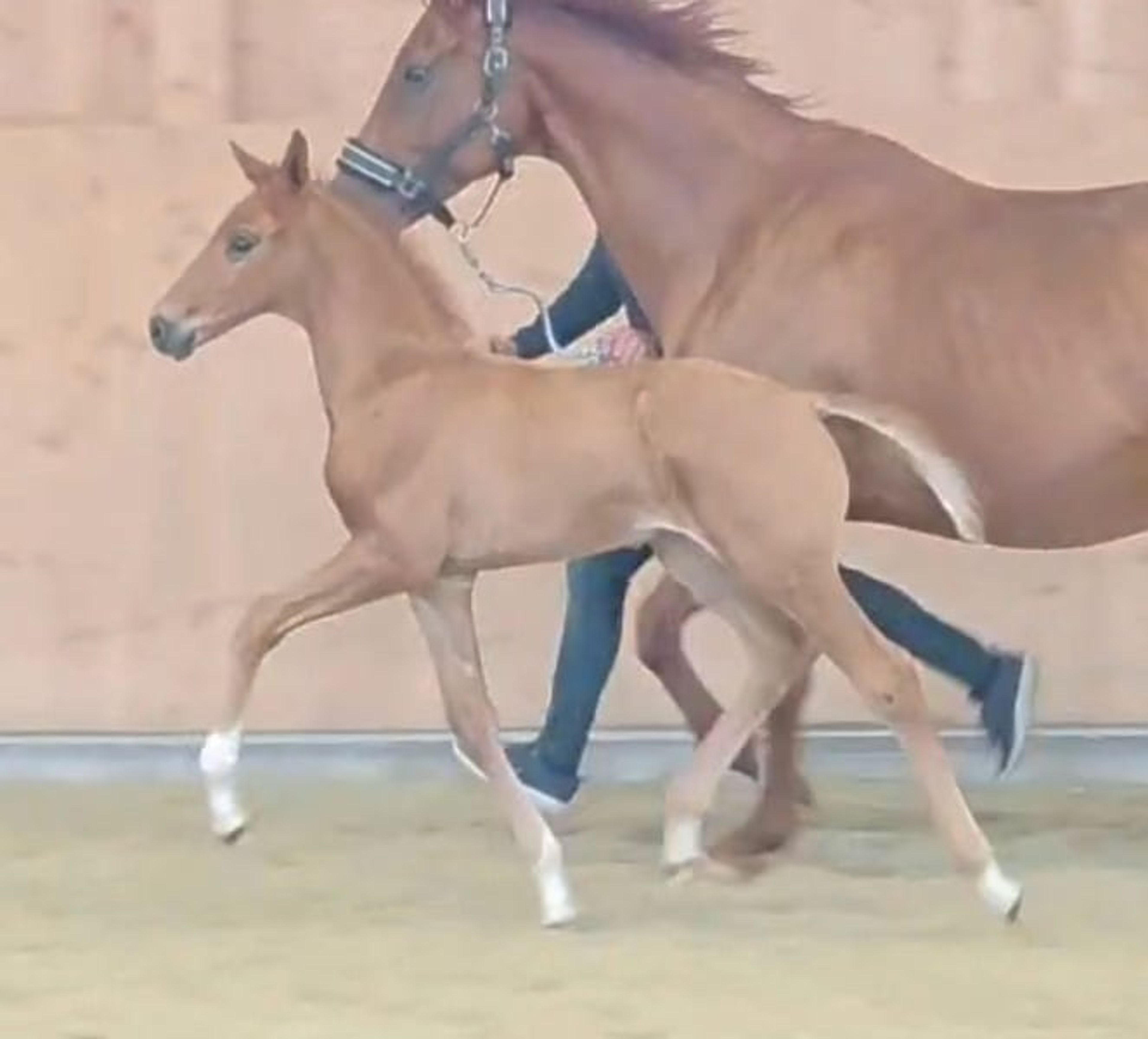 Vitalis mare seeking a top rider - Image 3
