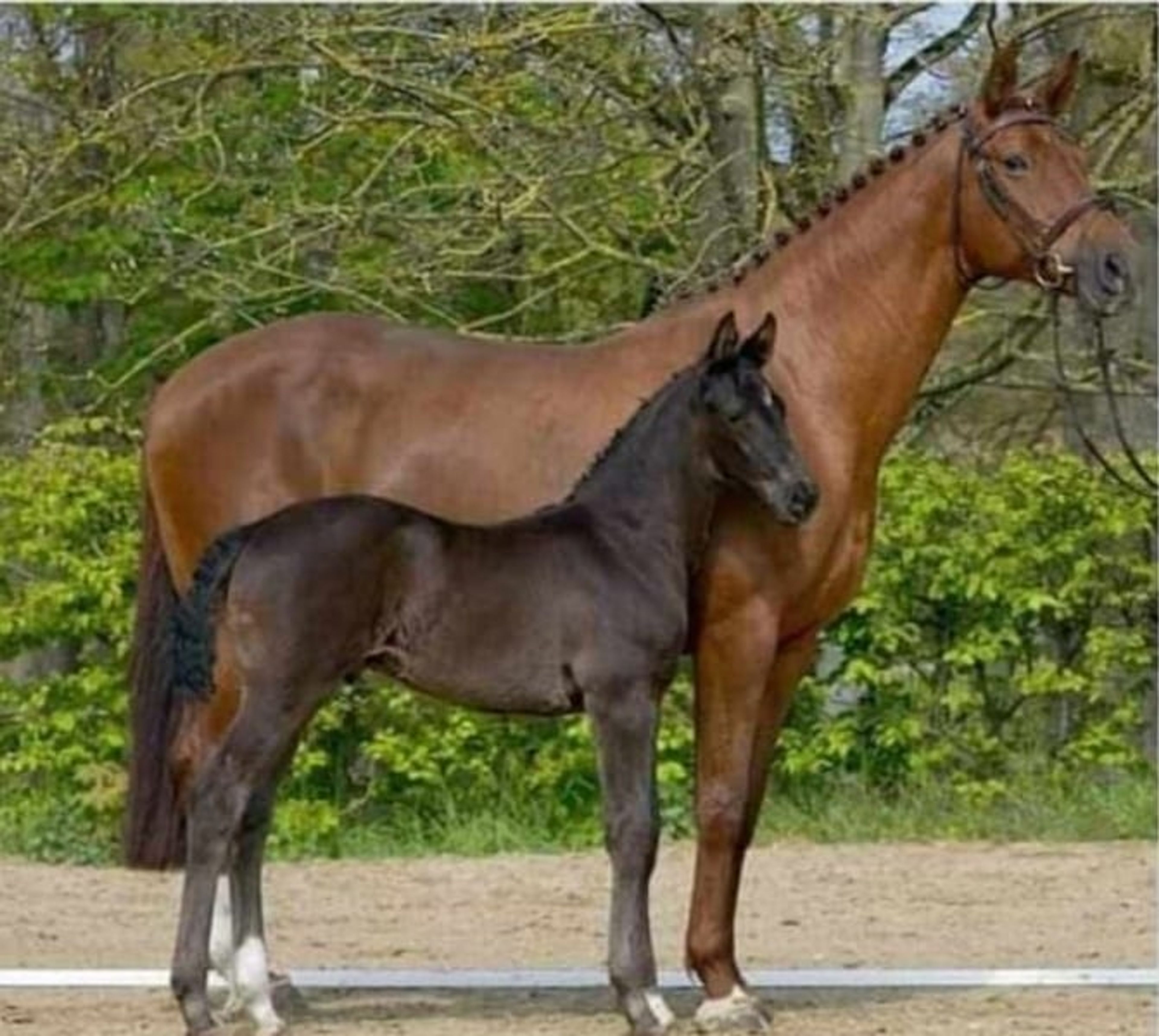 Vitalis mare seeking a top rider - Image 4