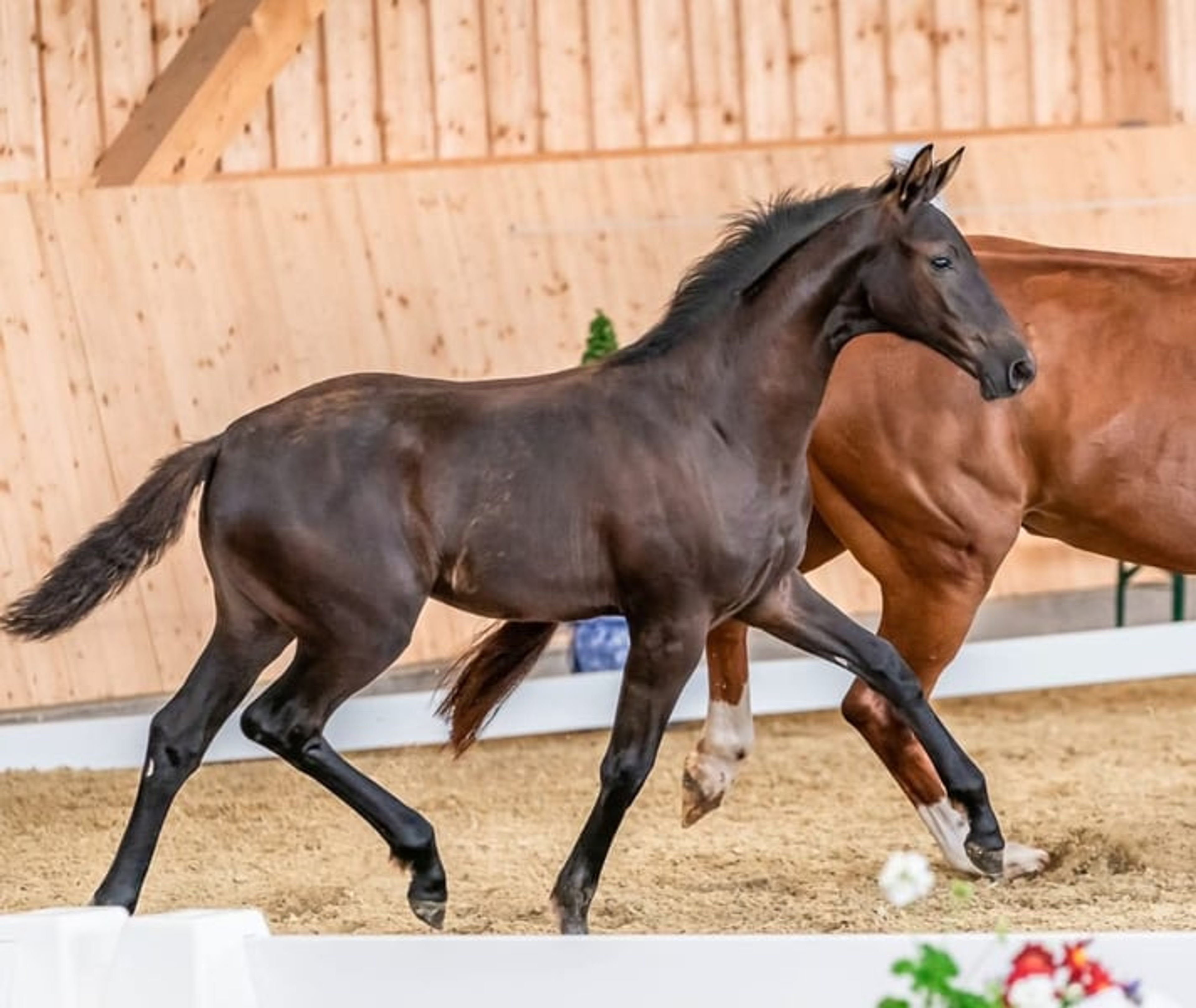 Vitalis mare seeking a top rider - Image 7