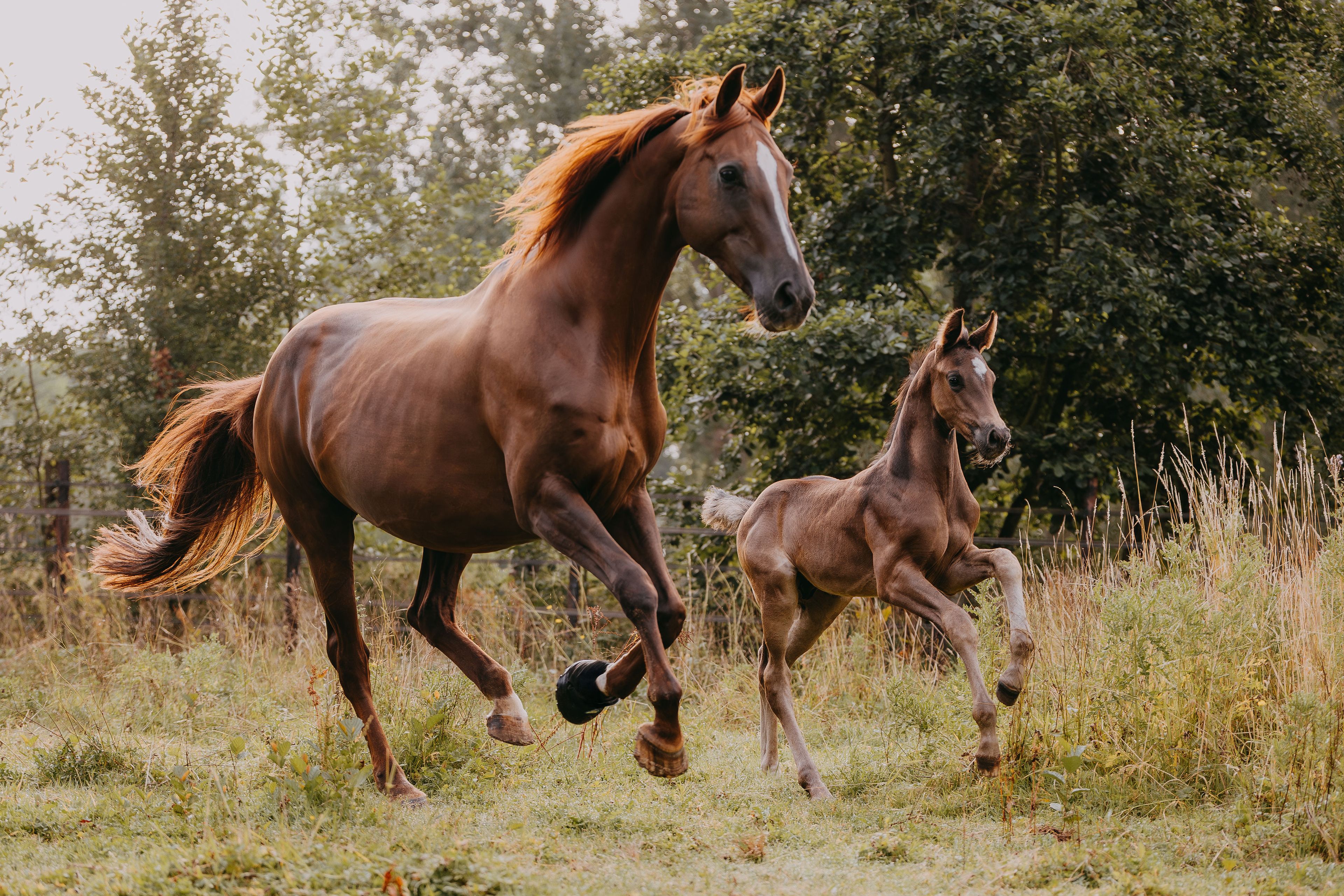 Viva Carthago PK - Image 4