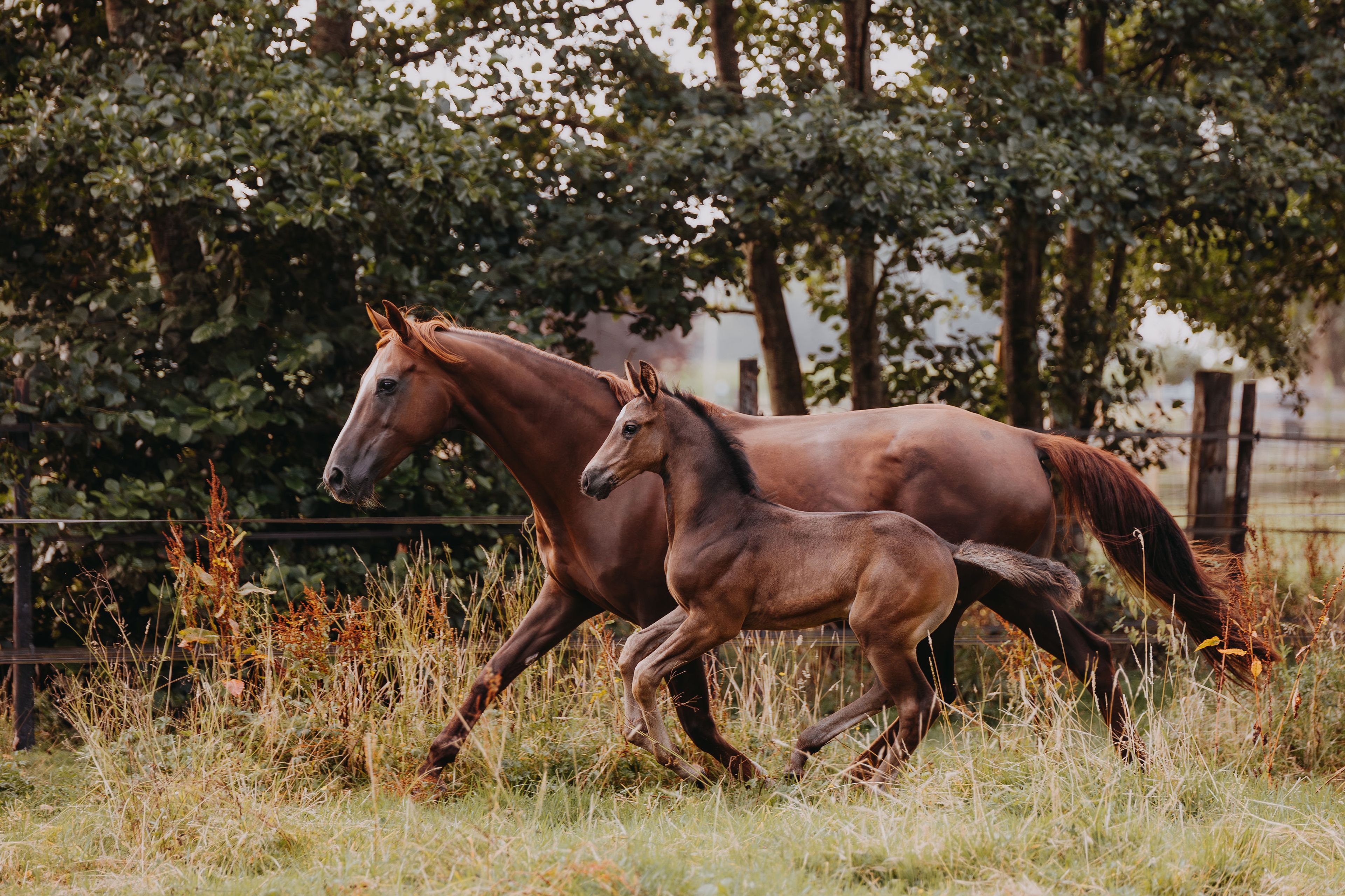 Viva Carthago PK - Image 5