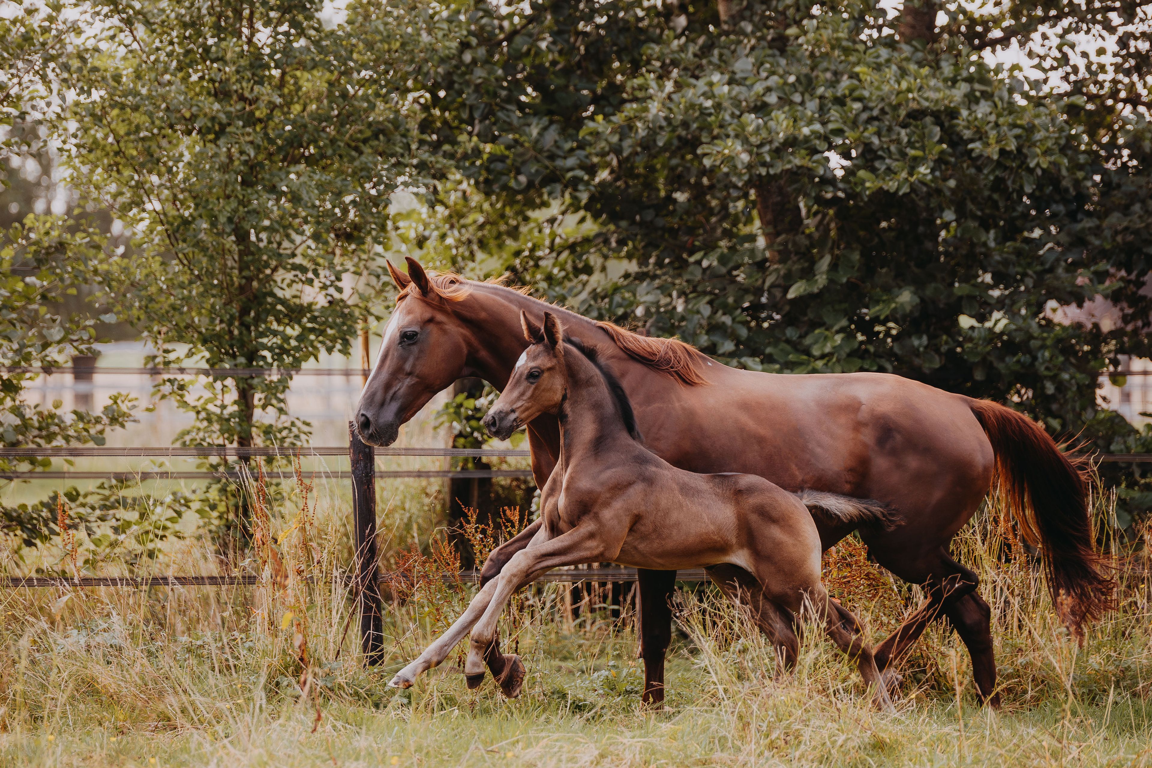 Viva Carthago PK - Image 6