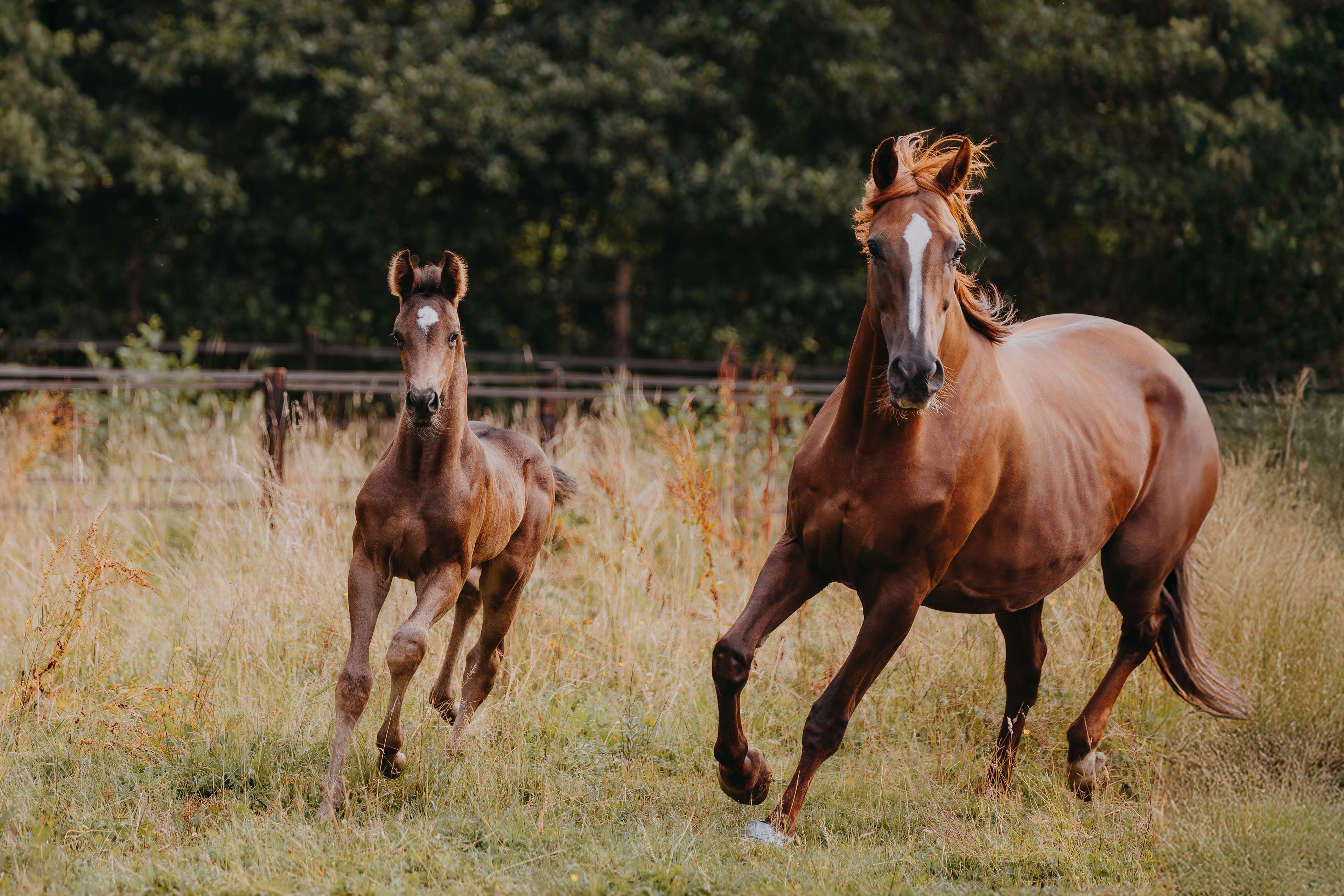 Viva Carthago PK - Image 7