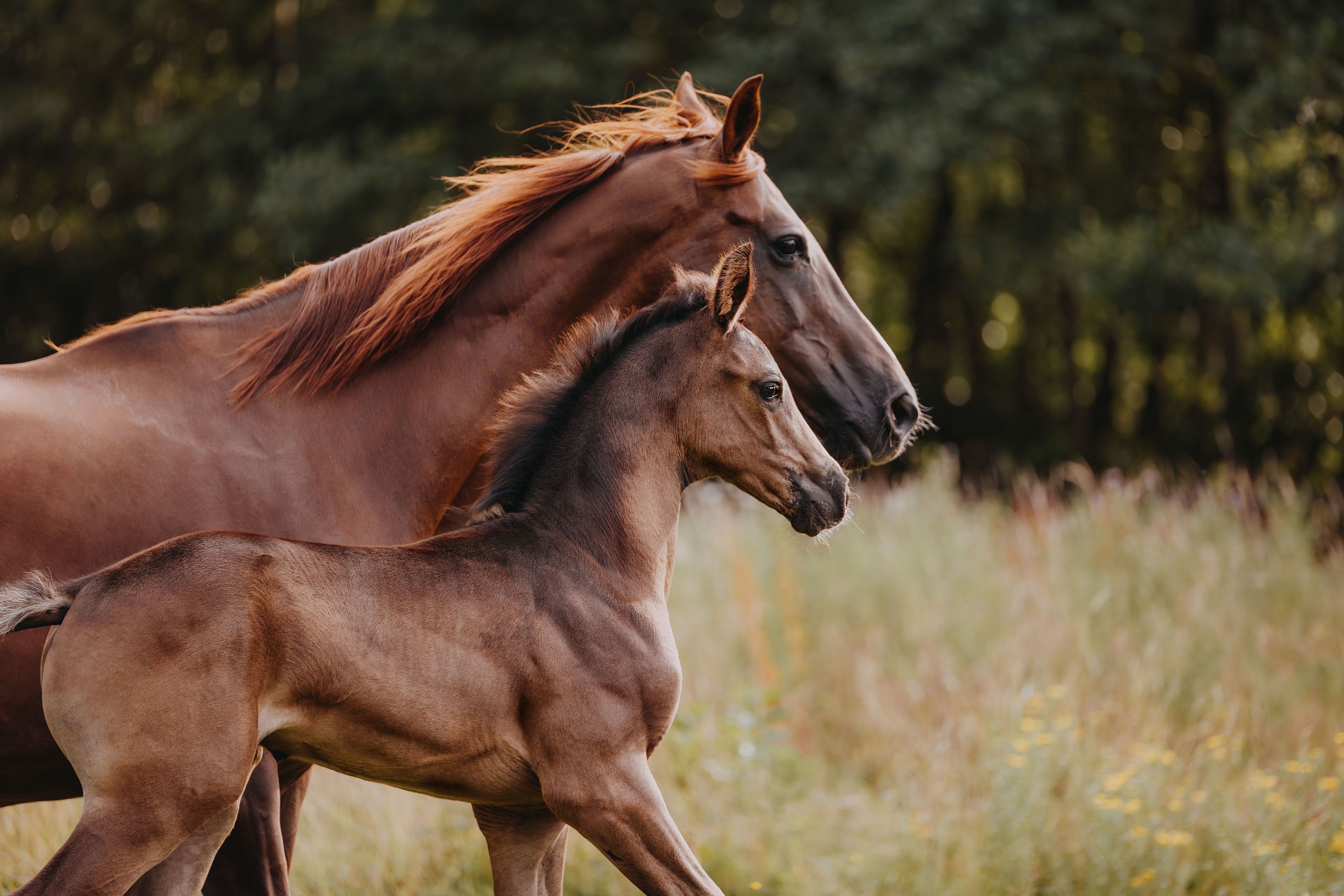 Viva Carthago PK - Image 8