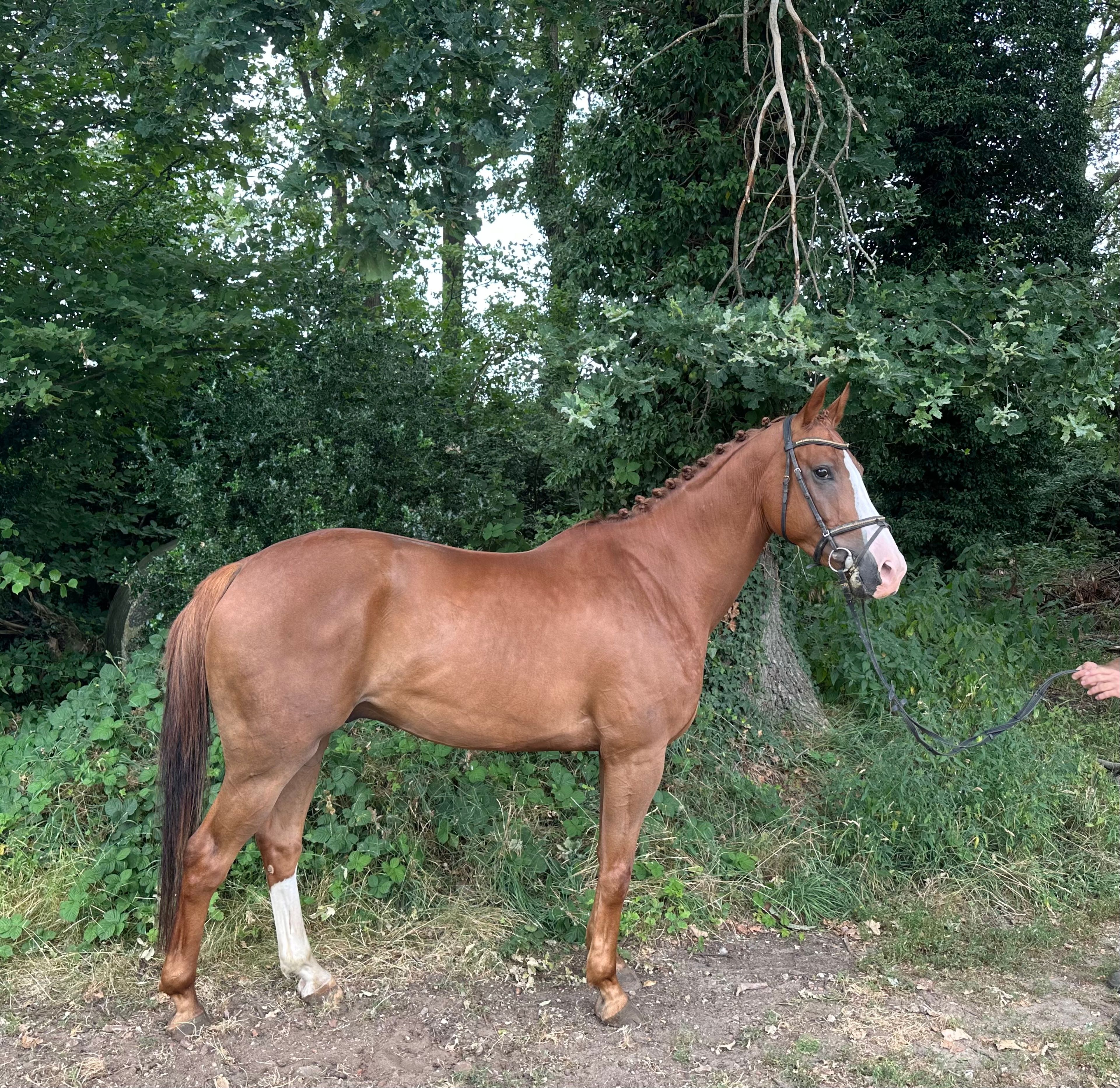 Big De Galoubet K Z (BIG STARS BOY KB Z x JAZZ DE COQUERIE) - Image 1