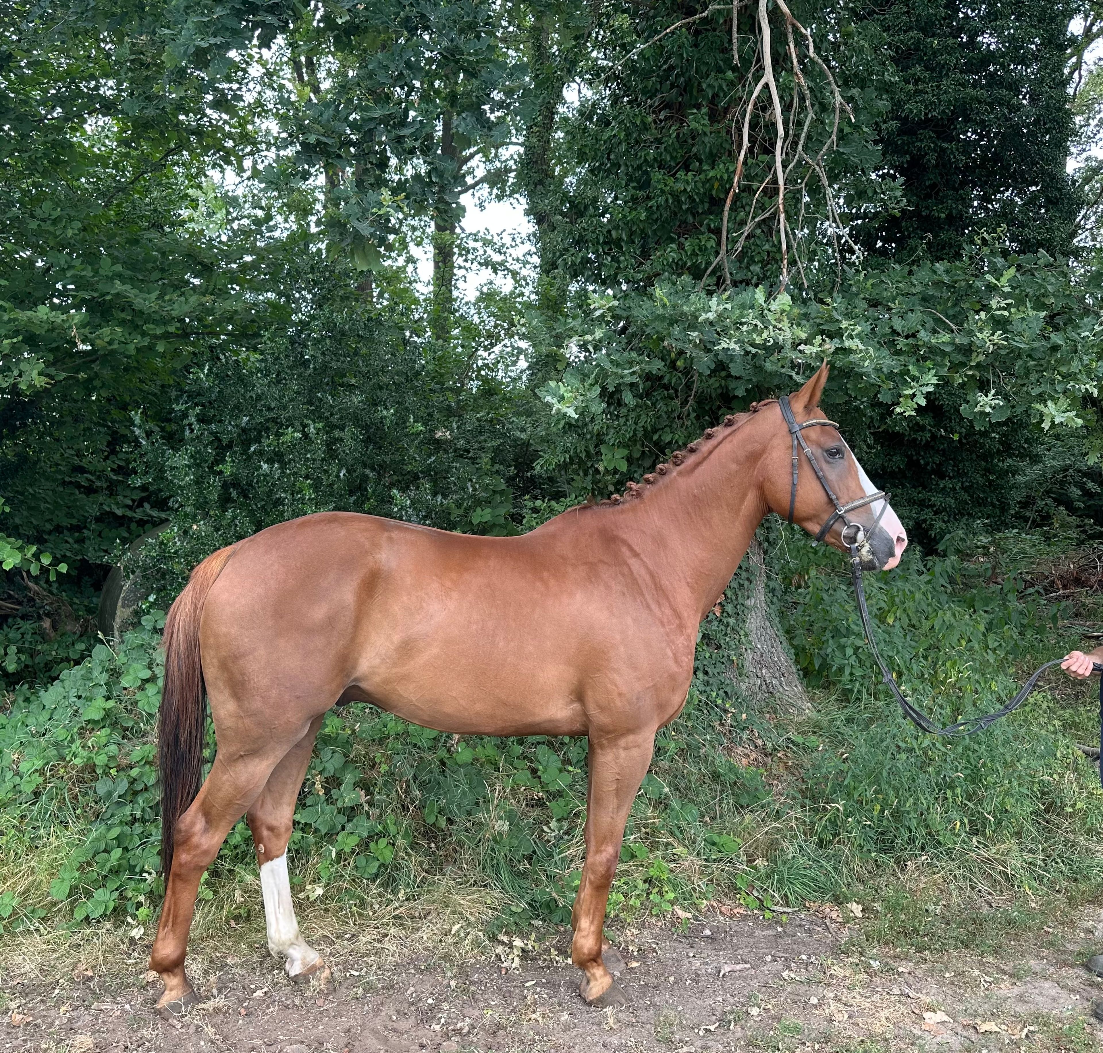 Big De Galoubet K Z (BIG STARS BOY KB Z x JAZZ DE COQUERIE) - Image 2