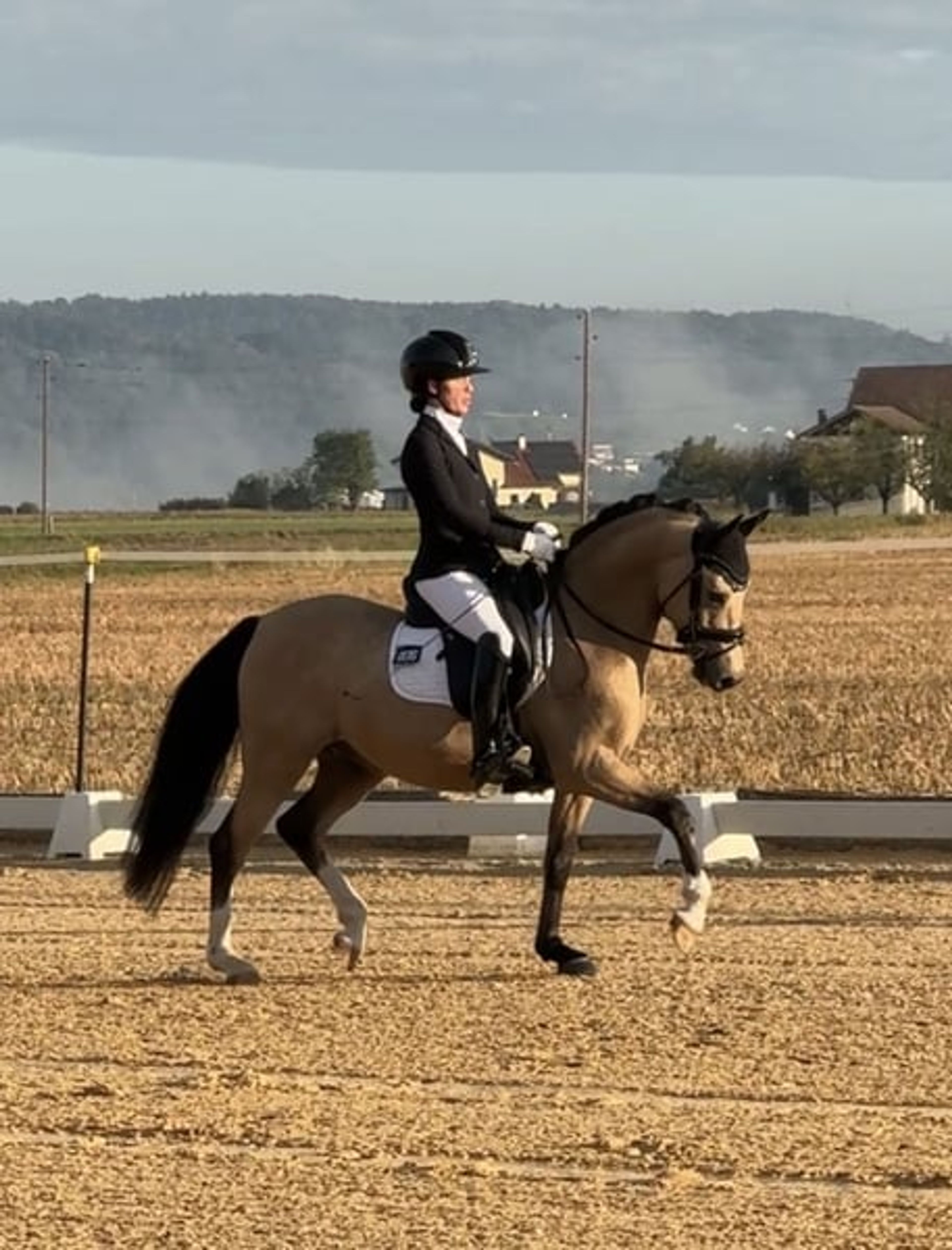 ✨Stunning dream pony with great potential✨