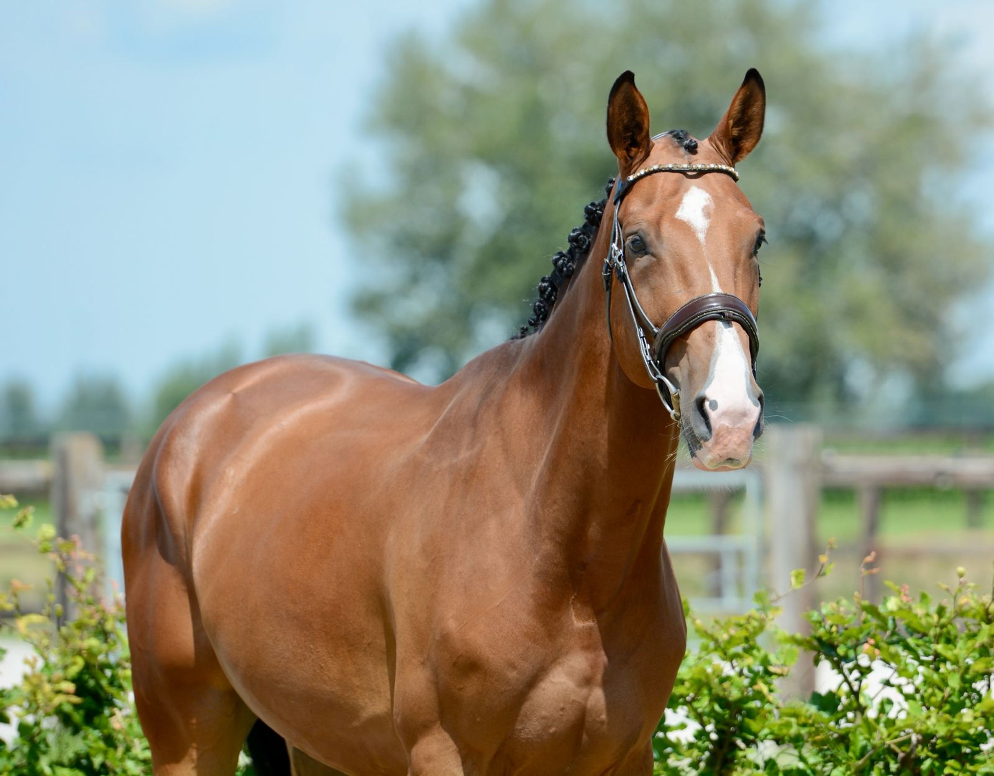 Cloud van de zietfort Z - Image 3