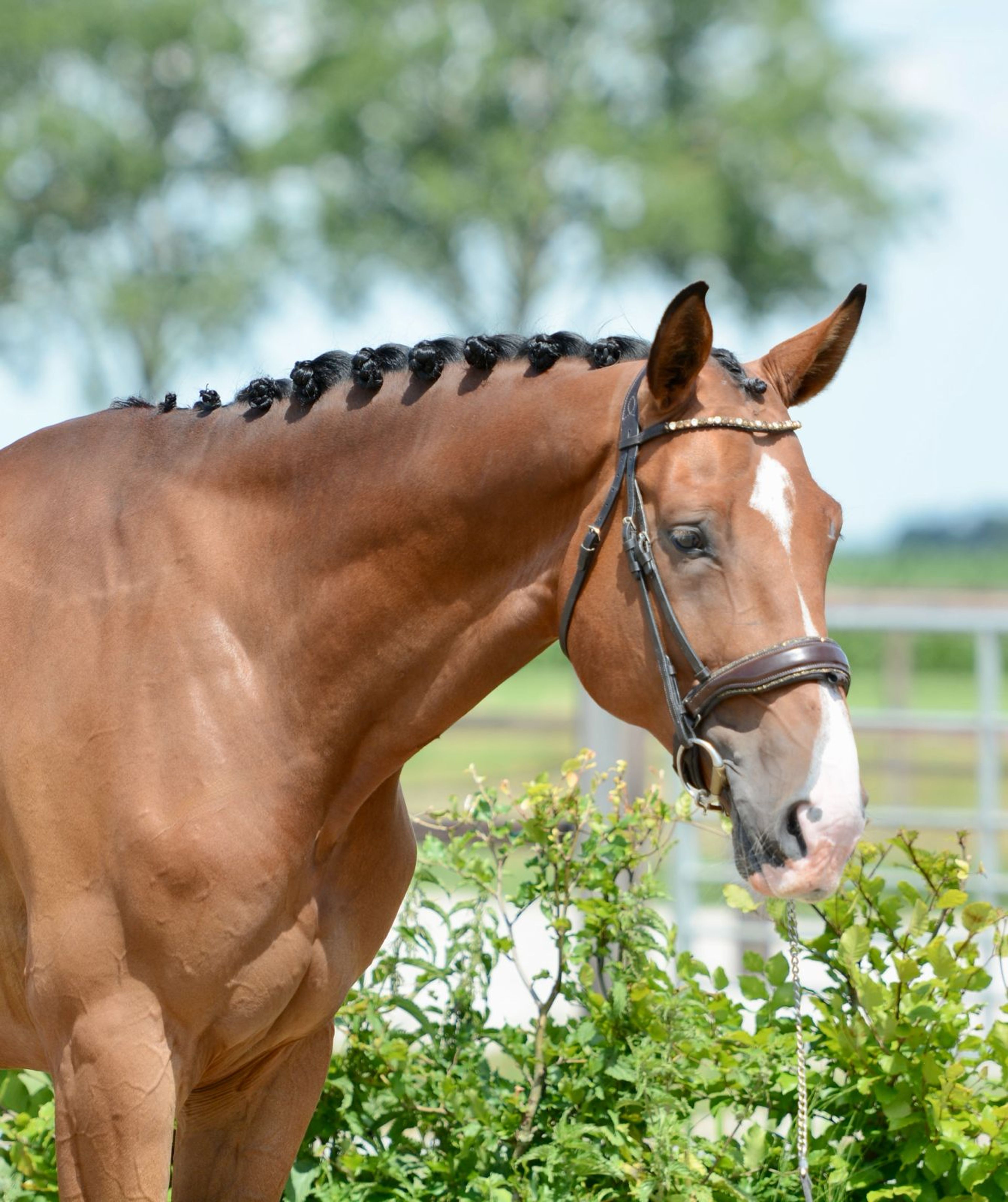 Cloud van de zietfort Z - Image 4