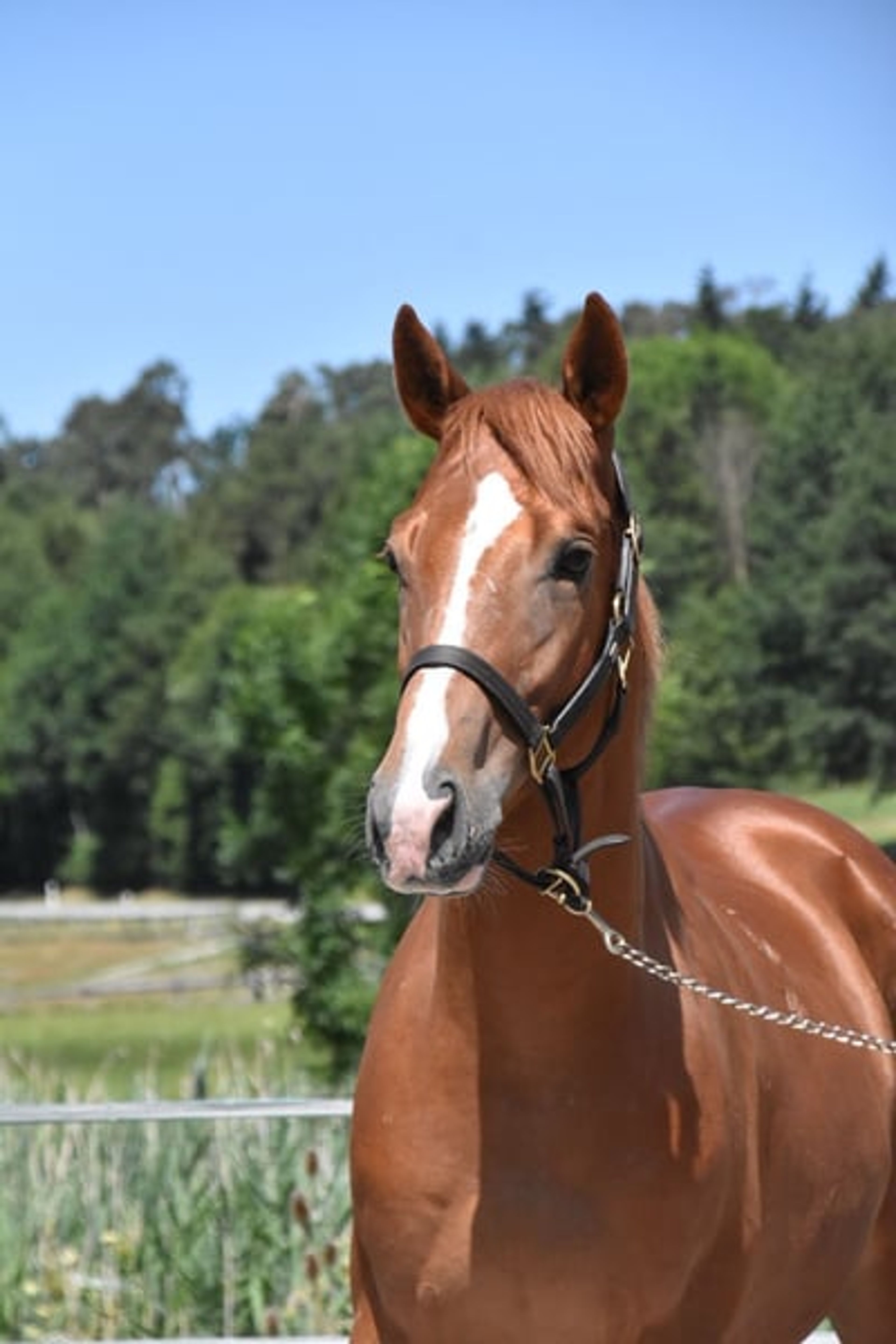 Leisure and sport horse, Gidran gelding