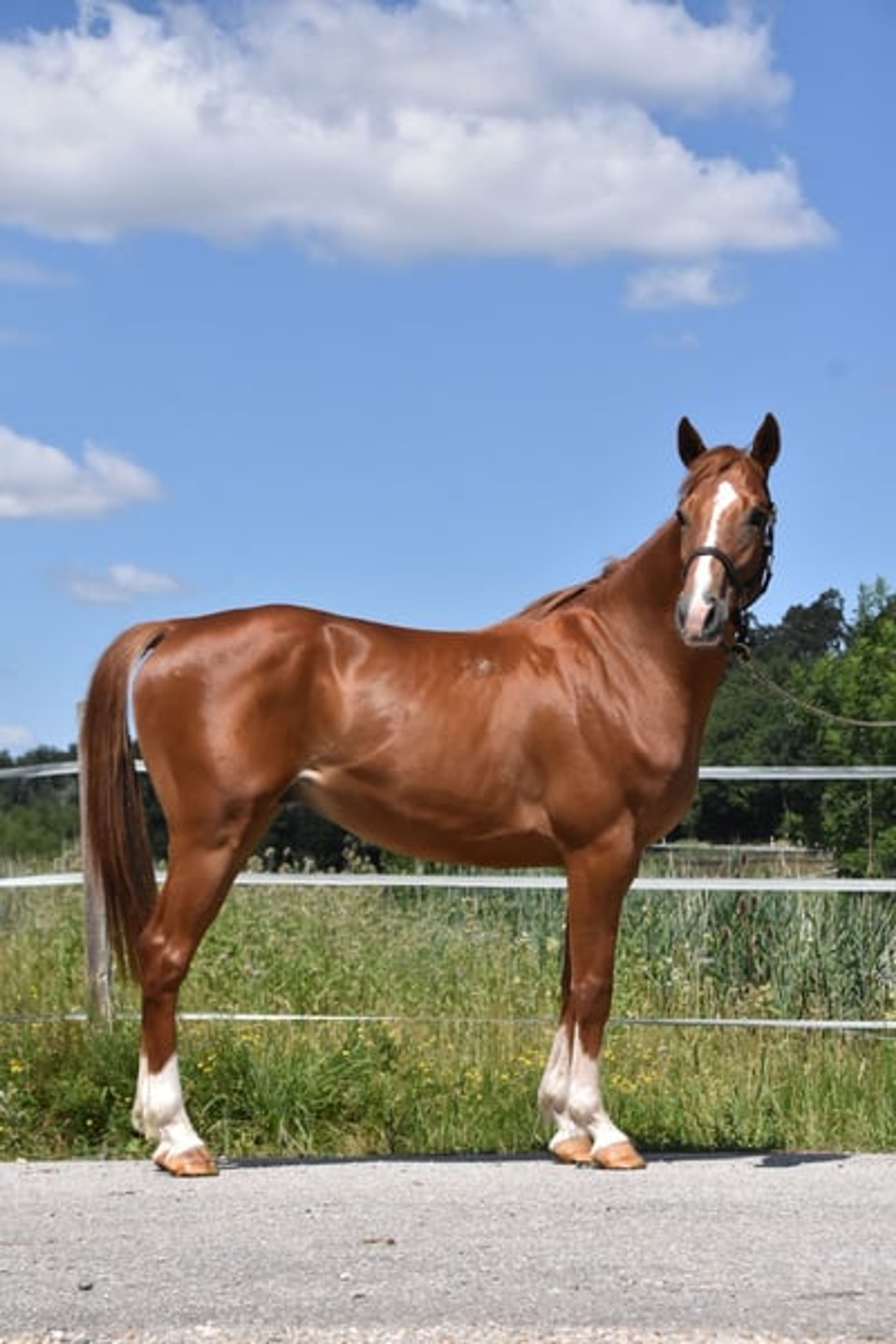 Leisure and sport horse, Gidran gelding - Image 2