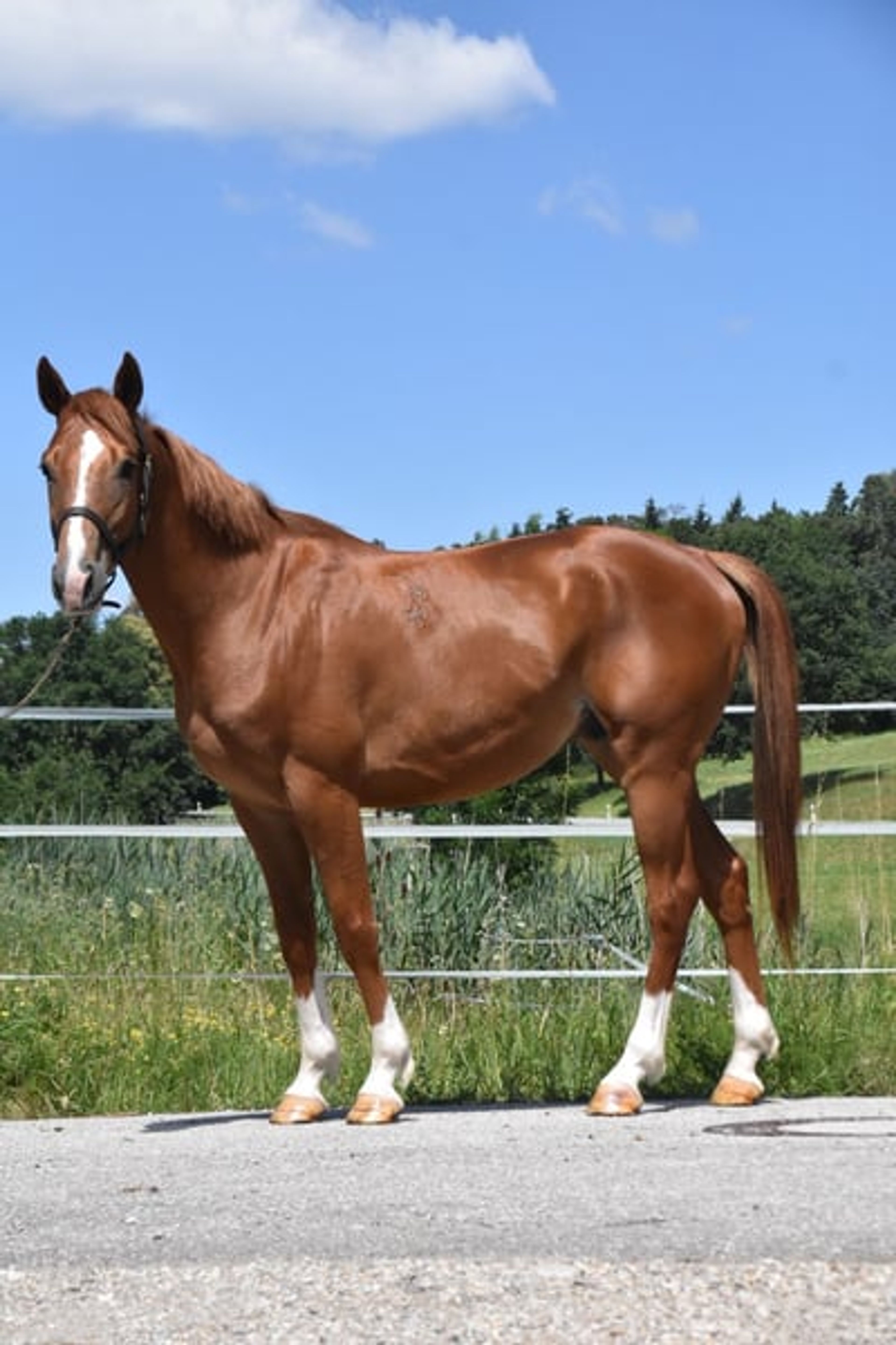 Leisure and sport horse, Gidran gelding - Image 3