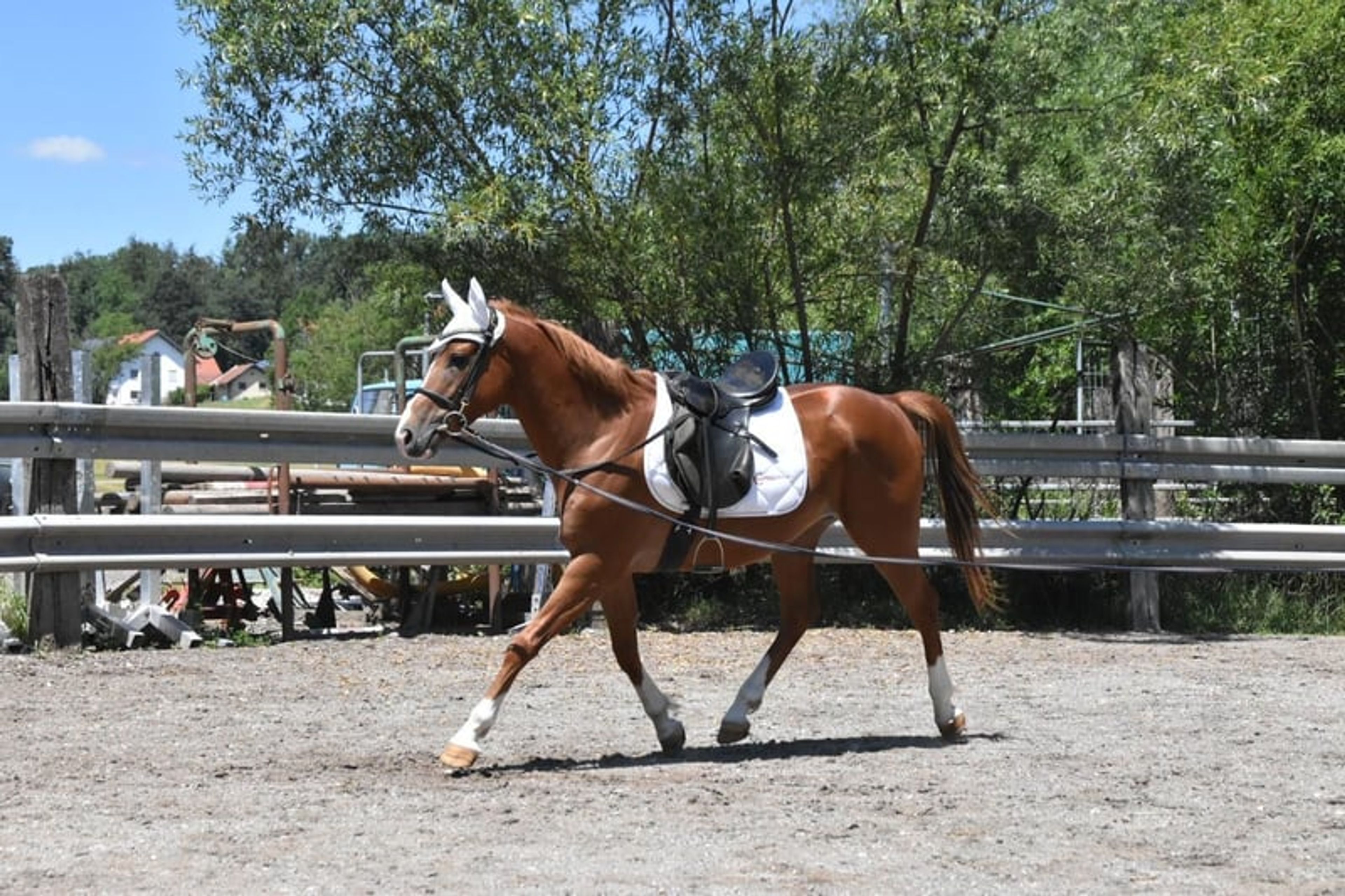 Leisure and sport horse, Gidran gelding - Image 4