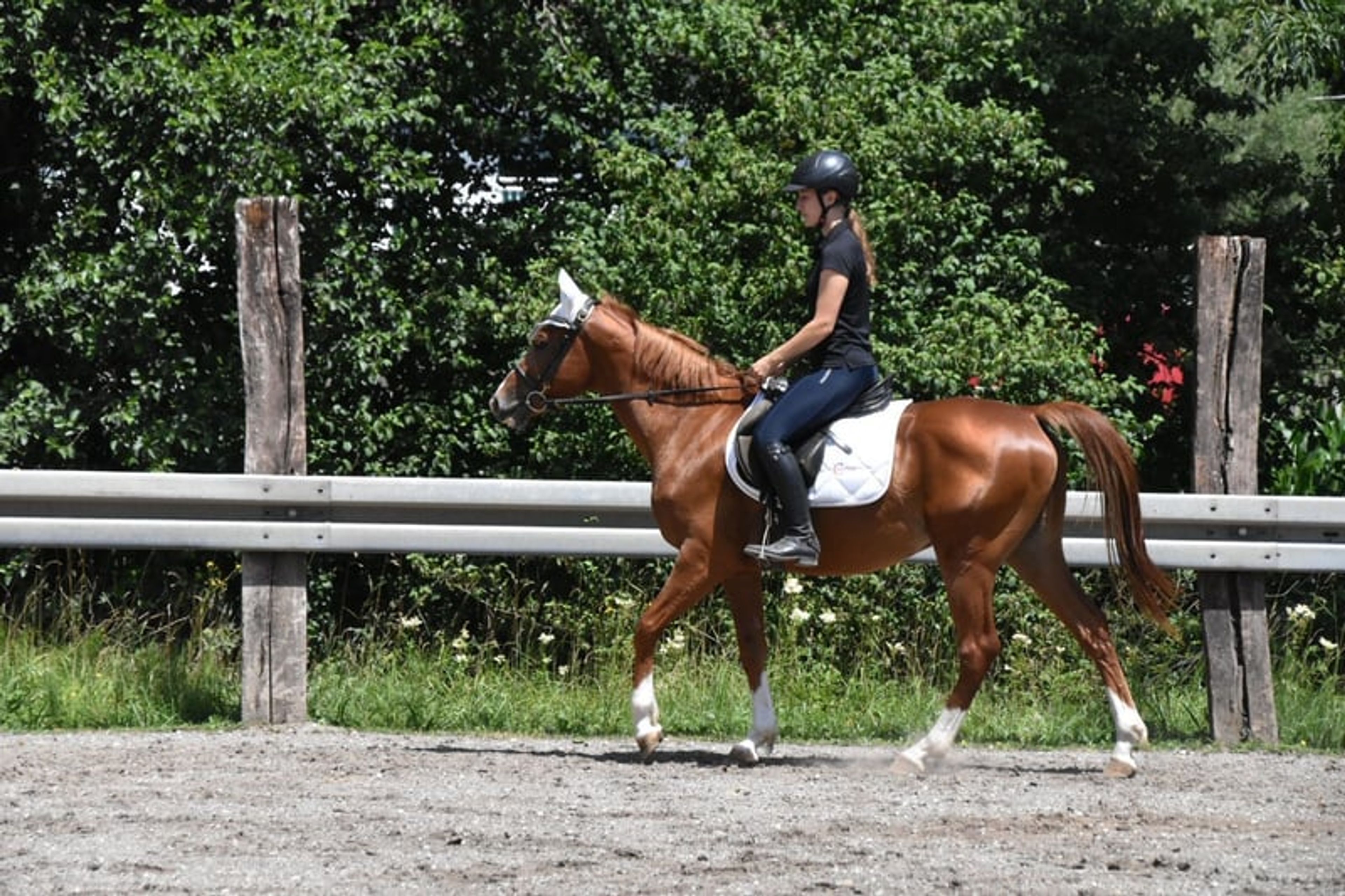 Leisure and sport horse, Gidran gelding - Image 5
