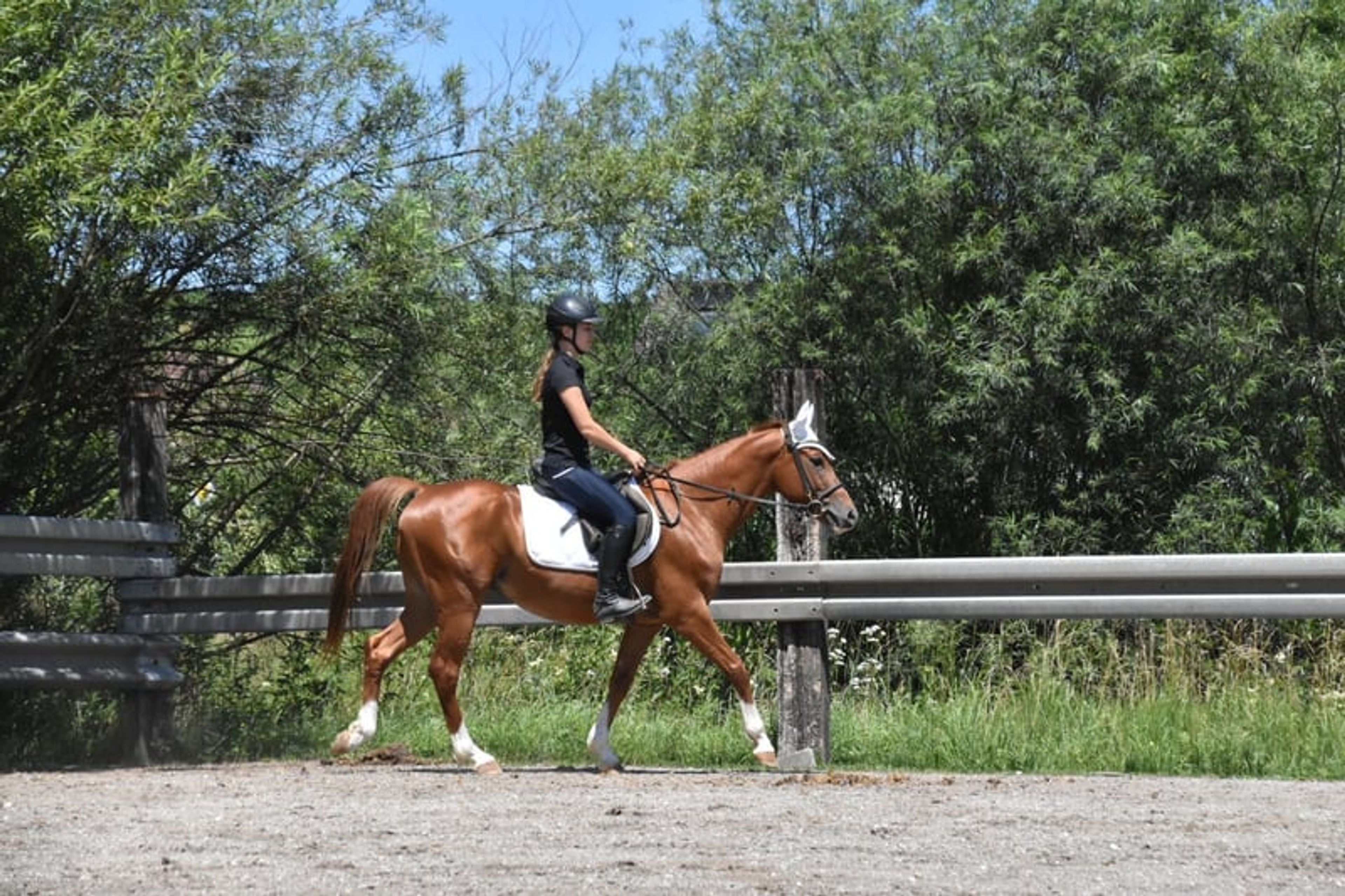 Leisure and sport horse, Gidran gelding - Image 6