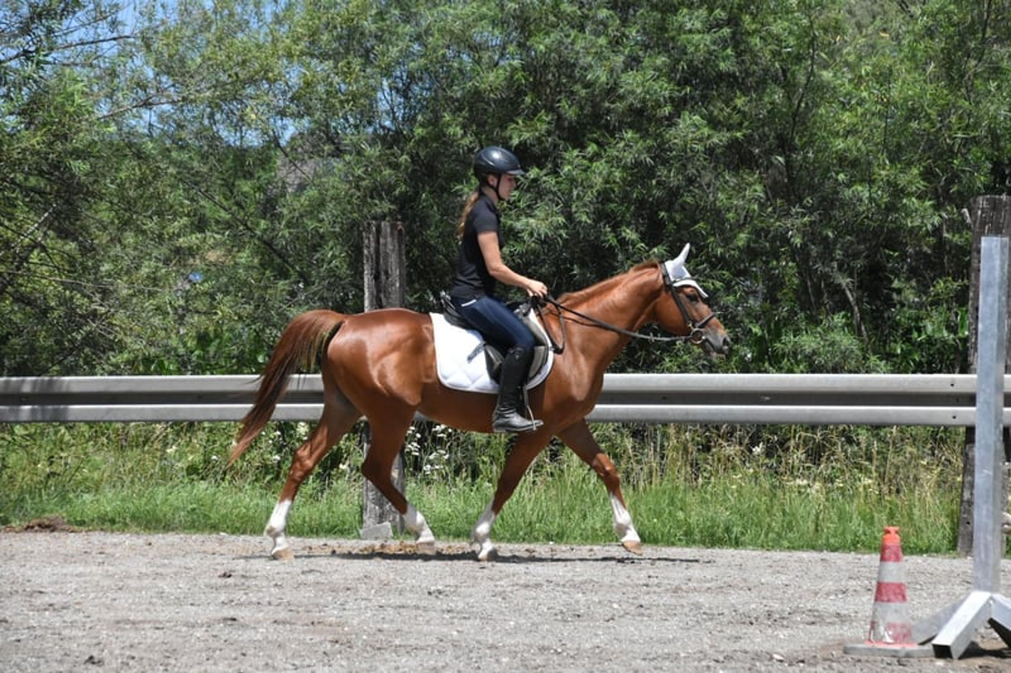 Leisure and sport horse, Gidran gelding - Image 8