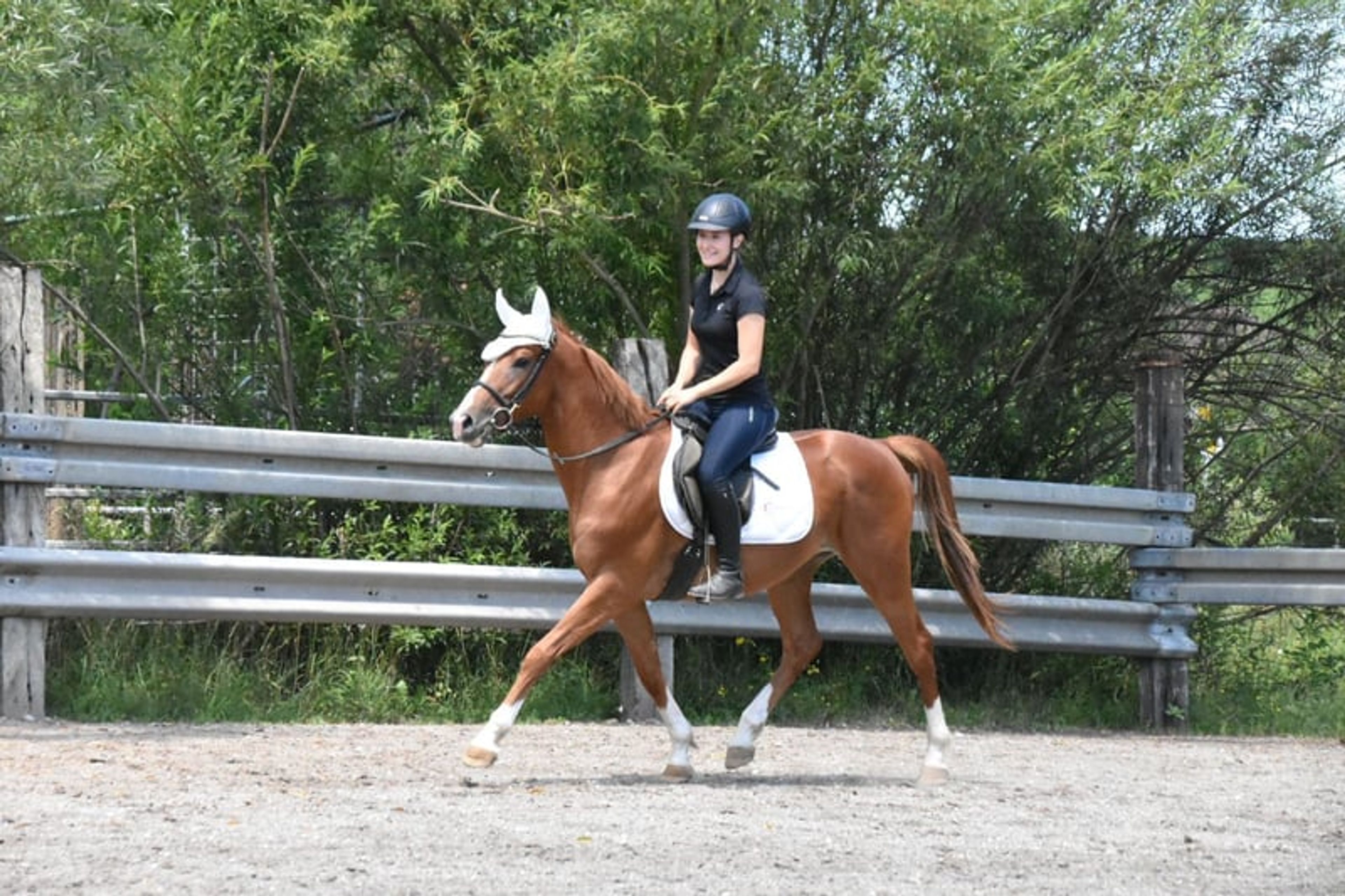 Leisure and sport horse, Gidran gelding - Image 9