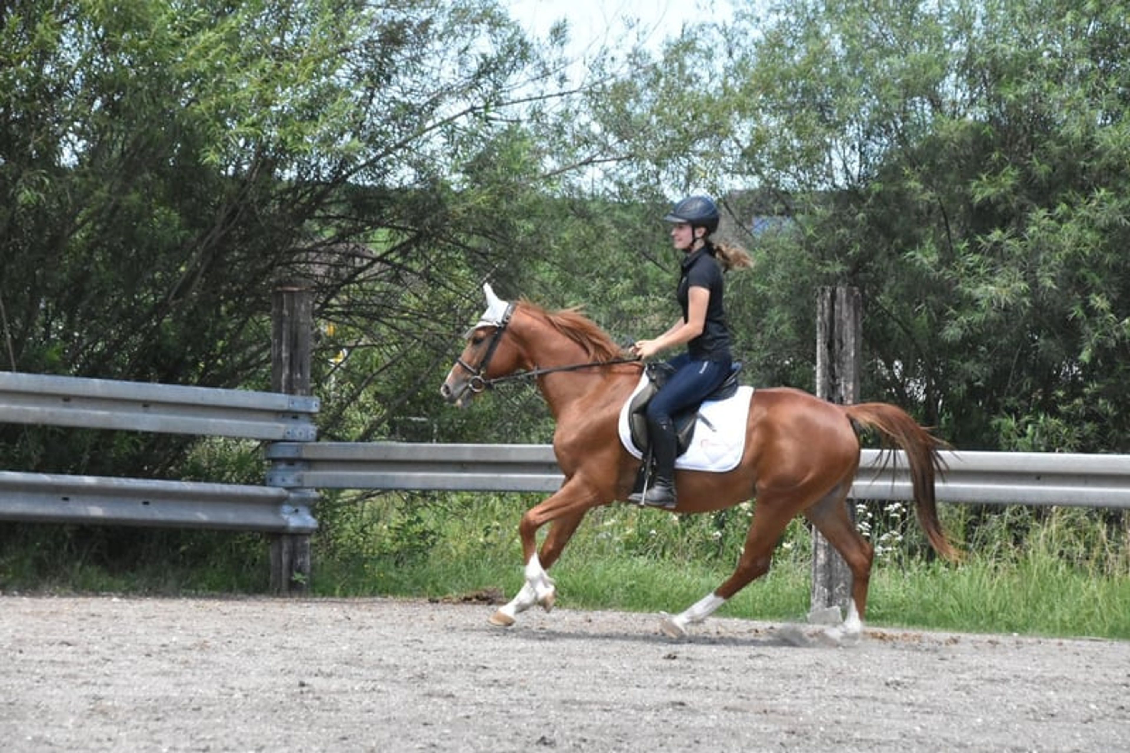 Leisure and sport horse, Gidran gelding - Image 10