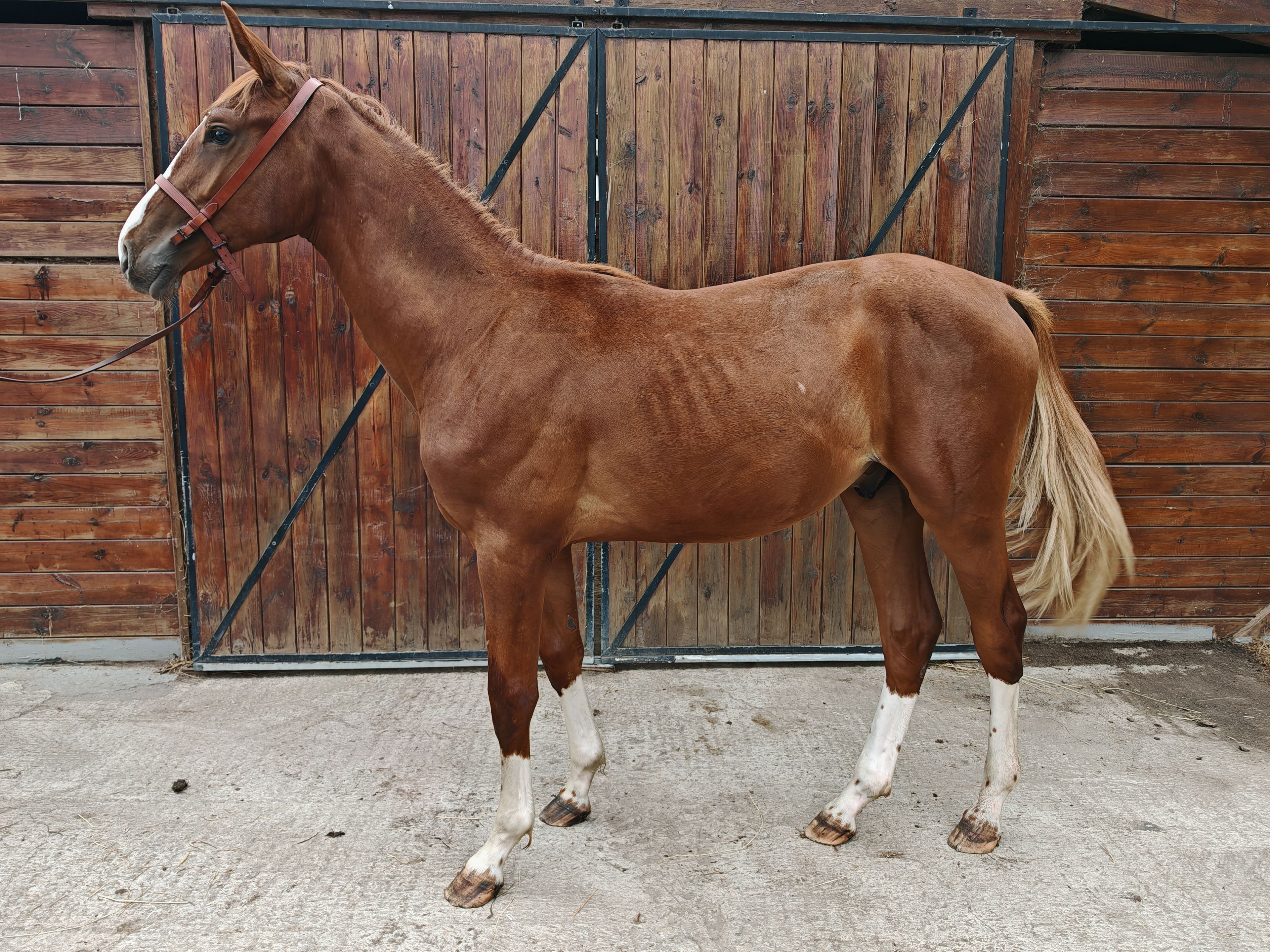 V Quilombo S (POWERFULL x DIAMANT DE SEMILLY) - Image 1